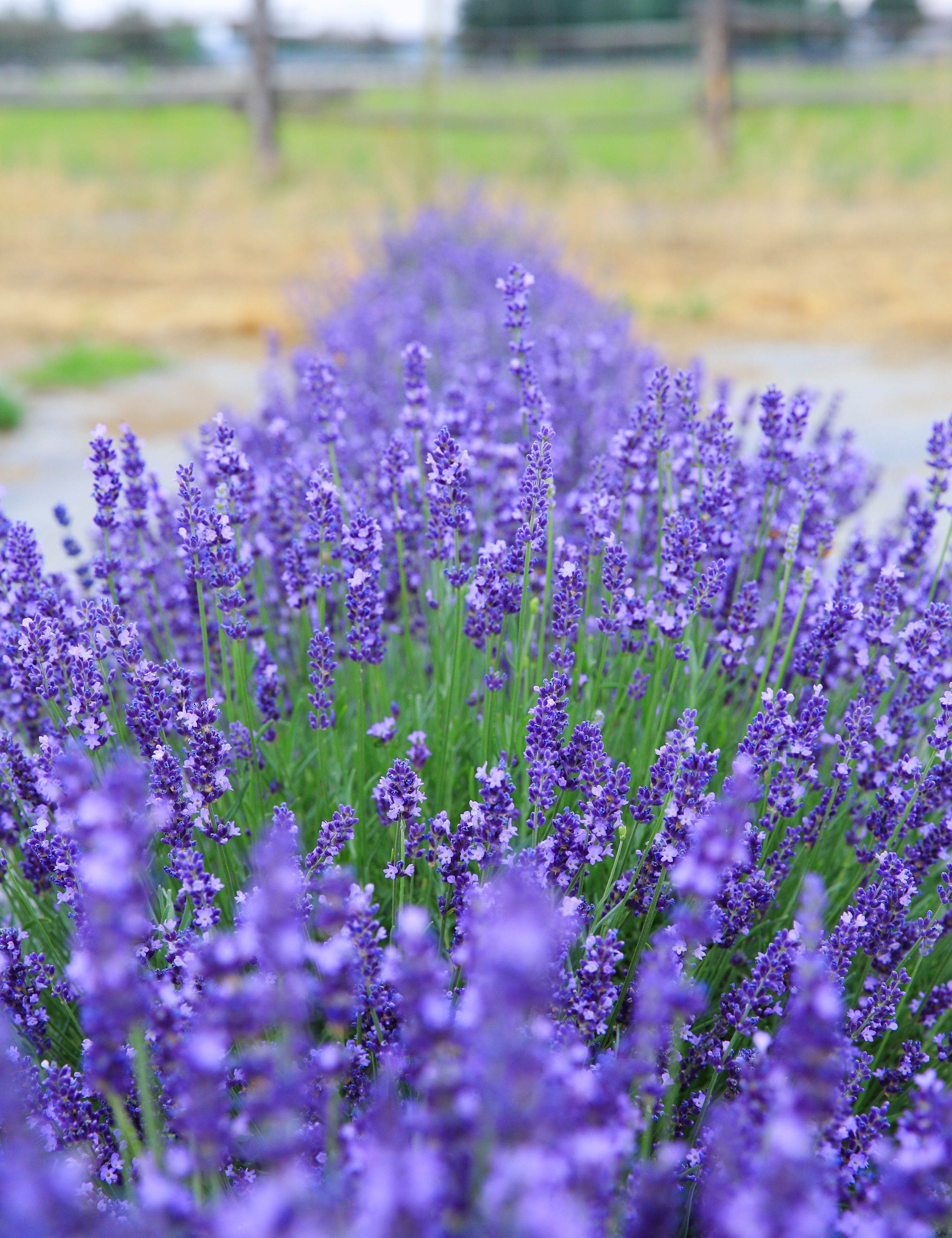 How to successfully grow lavender