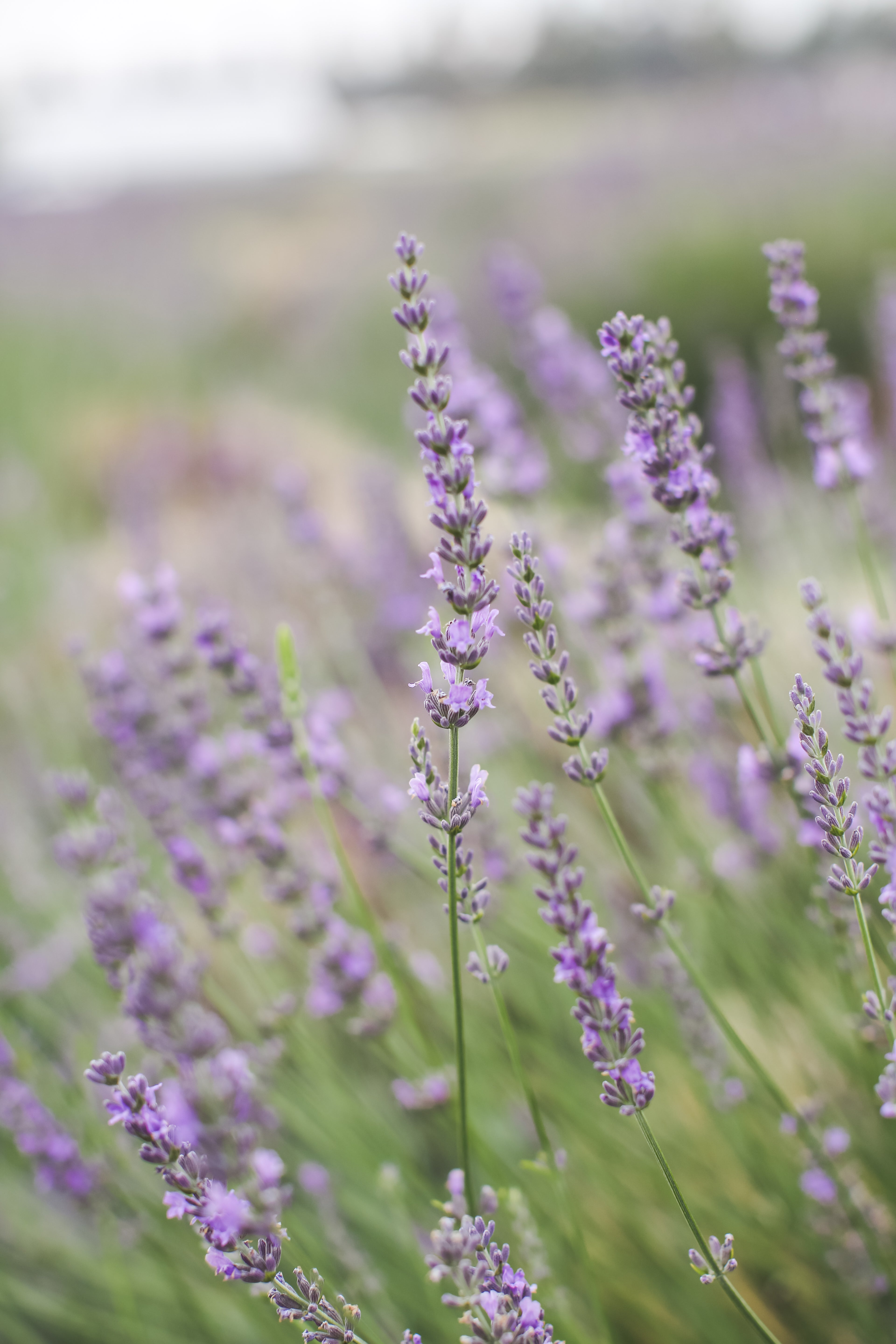 aesthetic lavender plant Abrialii