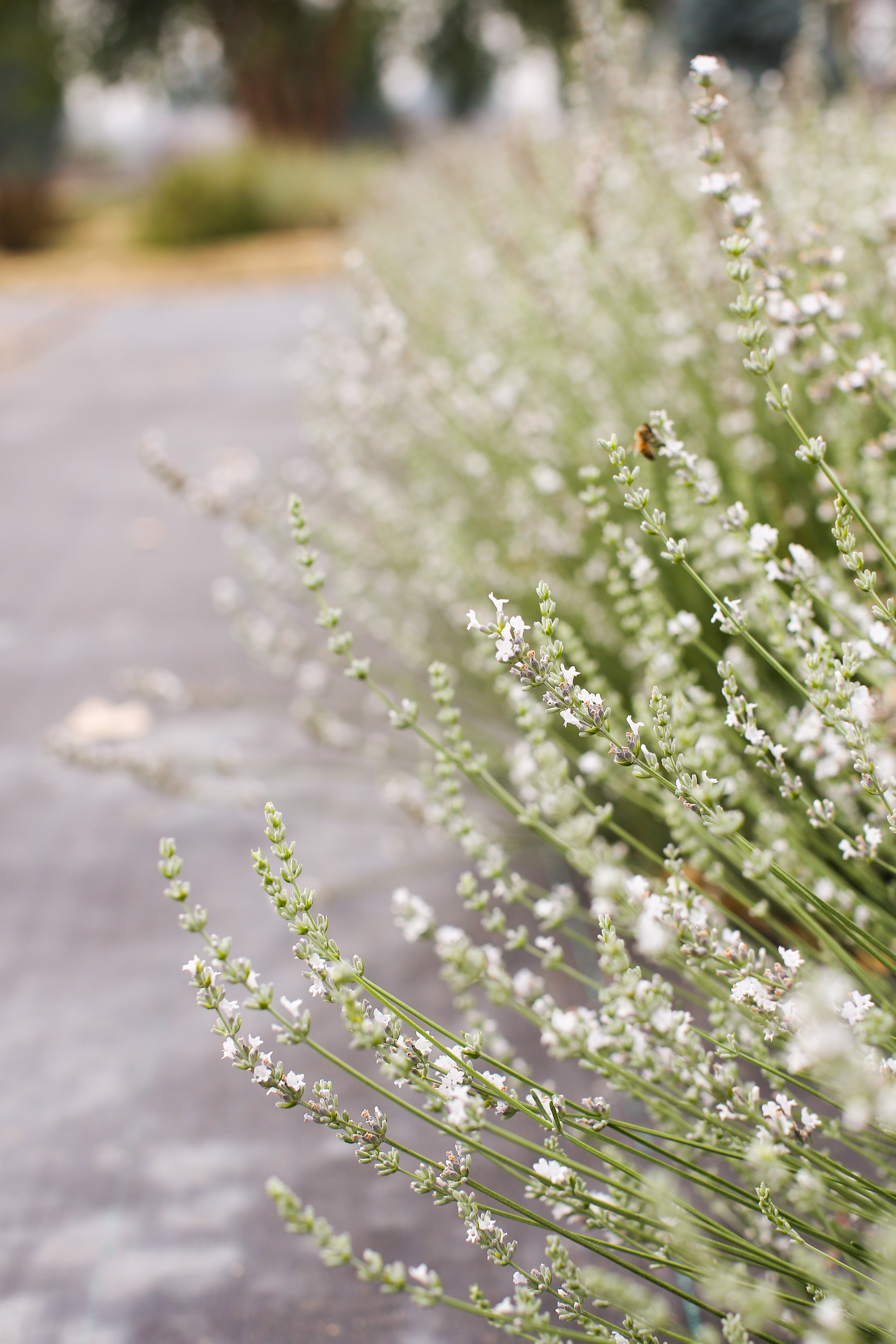 Cathy Blanc Lavender Plant