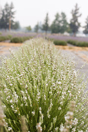 Cathy Blanc Lavender Plant
