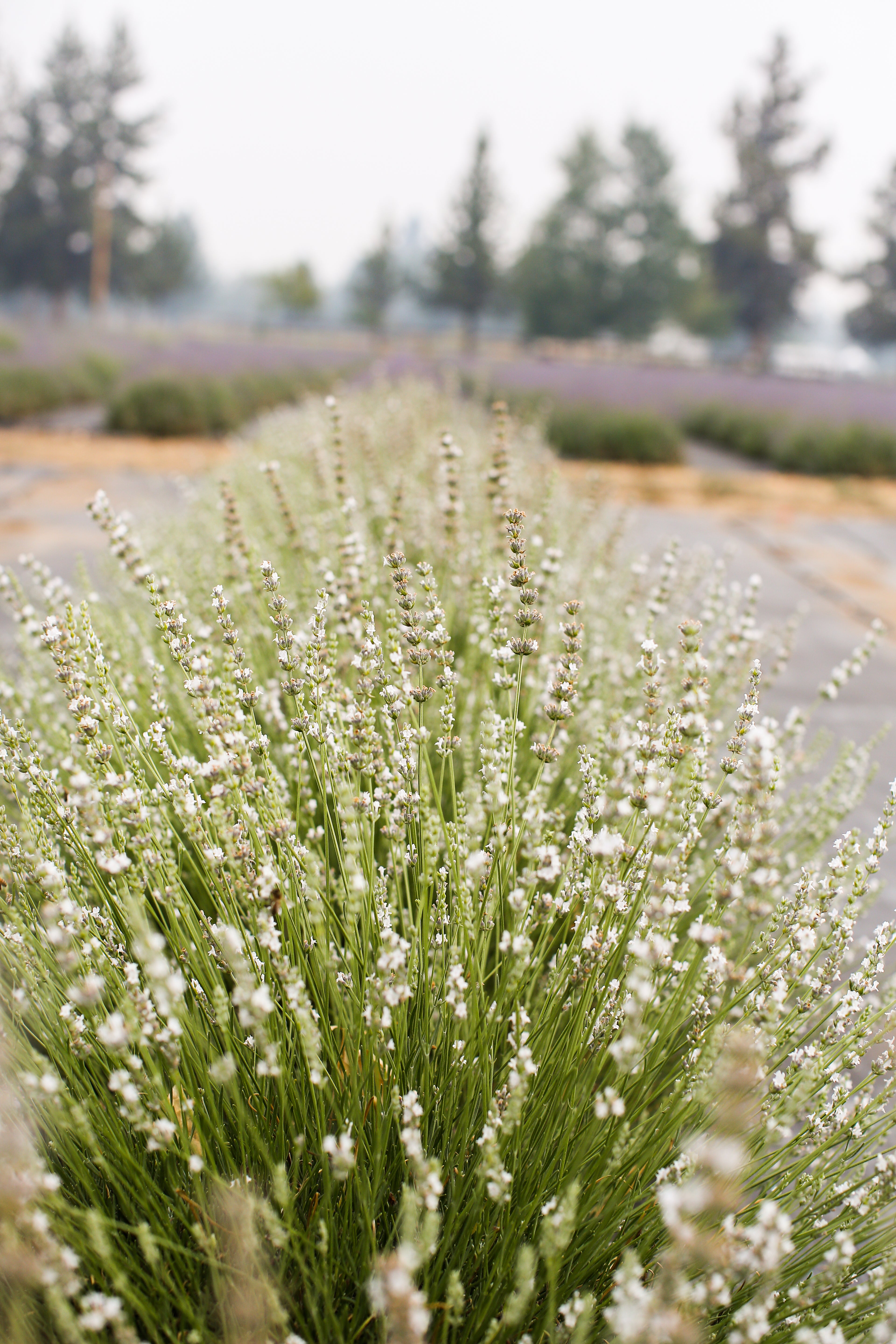 Cathy Blanc Lavender Plant
