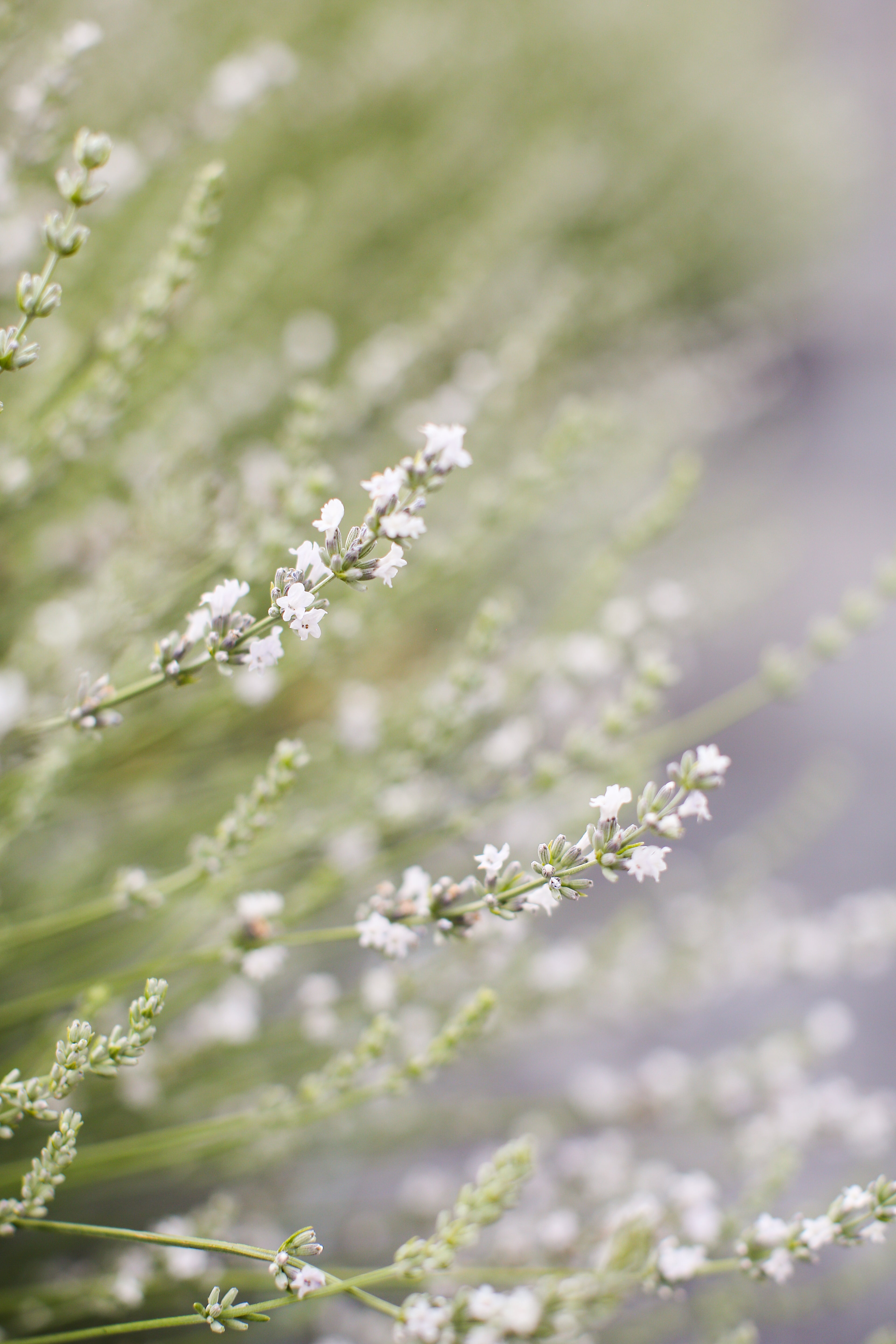 lavender plant close up Cathy Blanc Lavender Plant