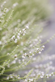 Cathy Blanc Lavender Plant