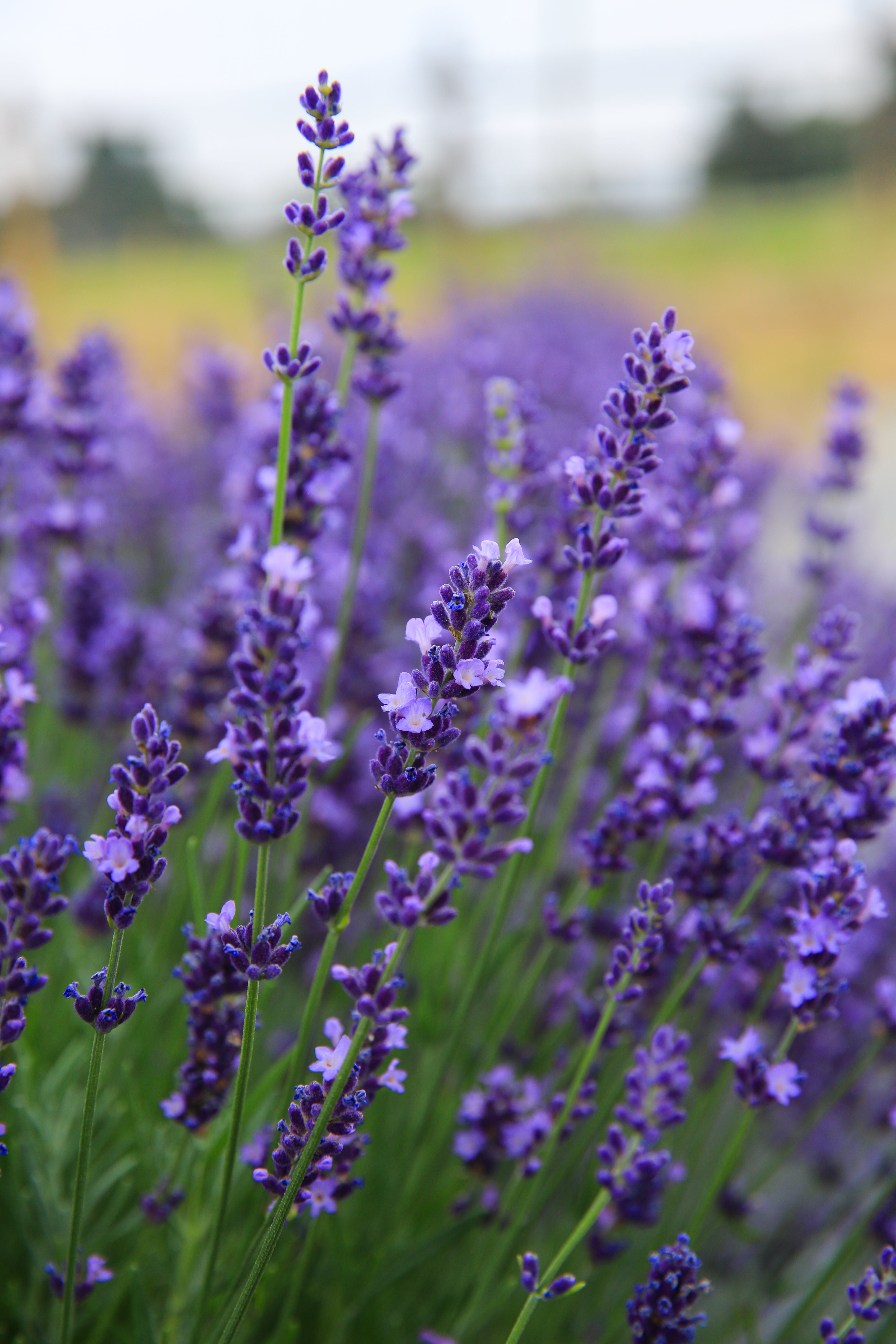 lavender elegance plant Ellagance Purple