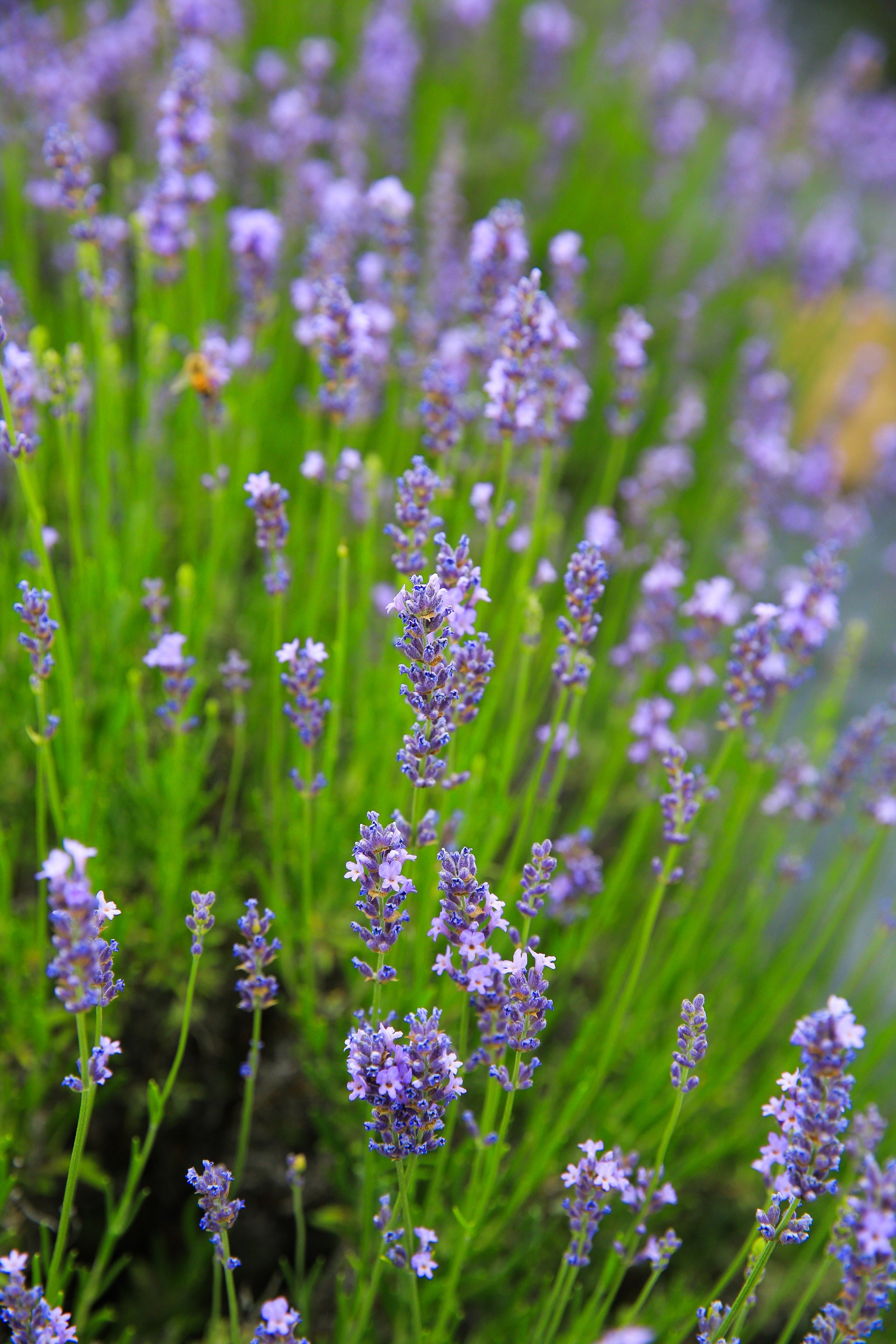 Graves - Lavender Plant