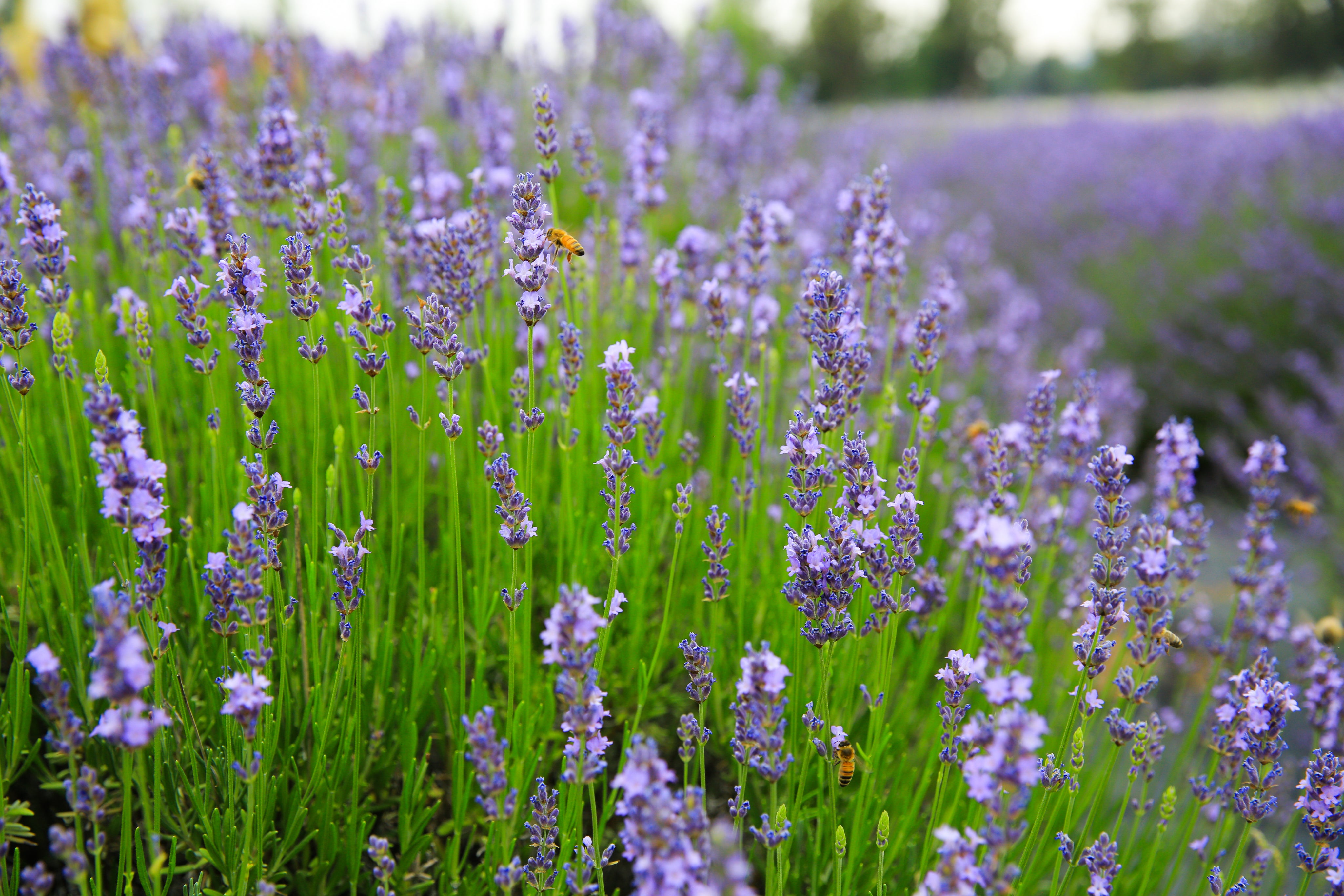 Graves - Lavender Plant