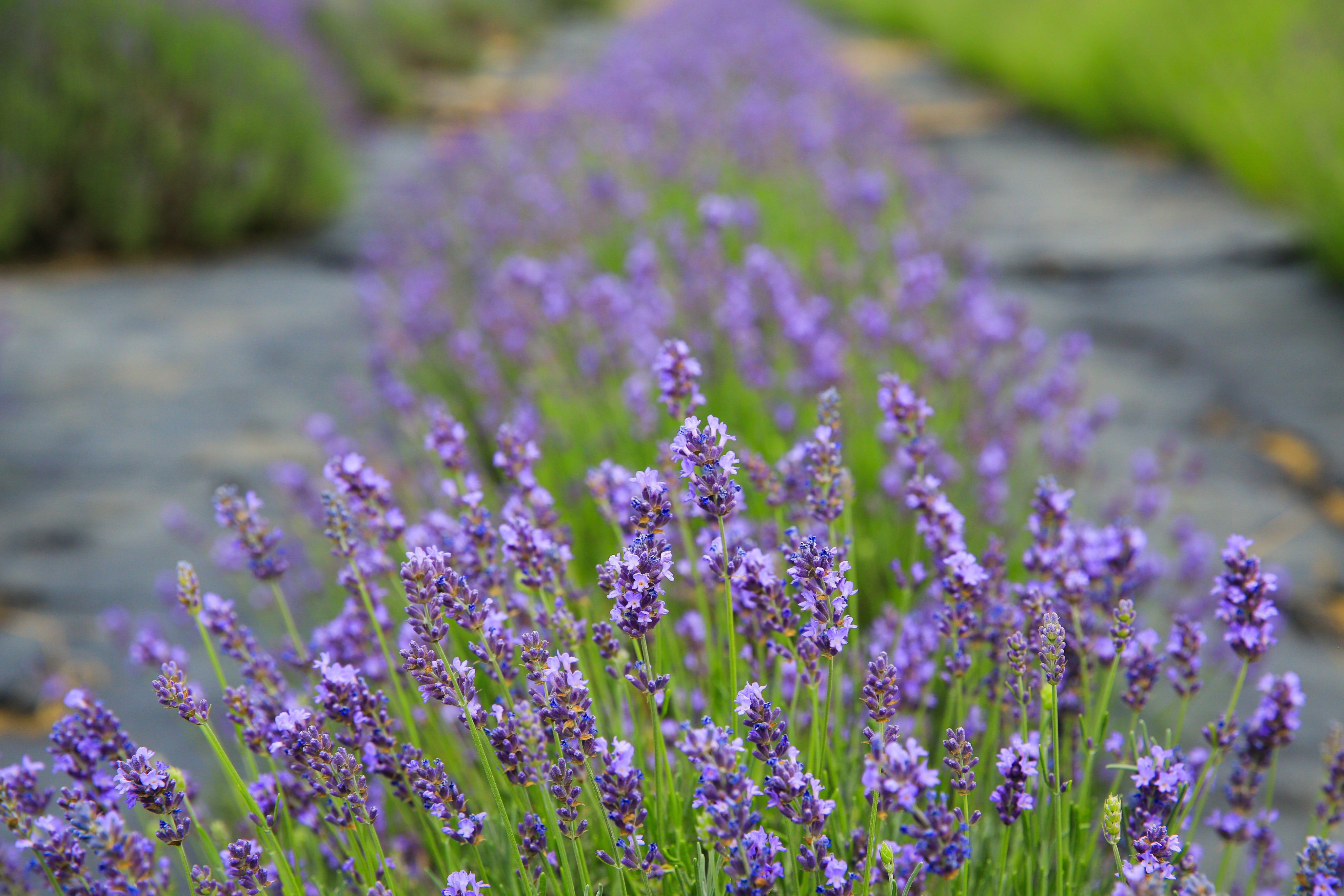 Gros Bleu - Lavender Plant