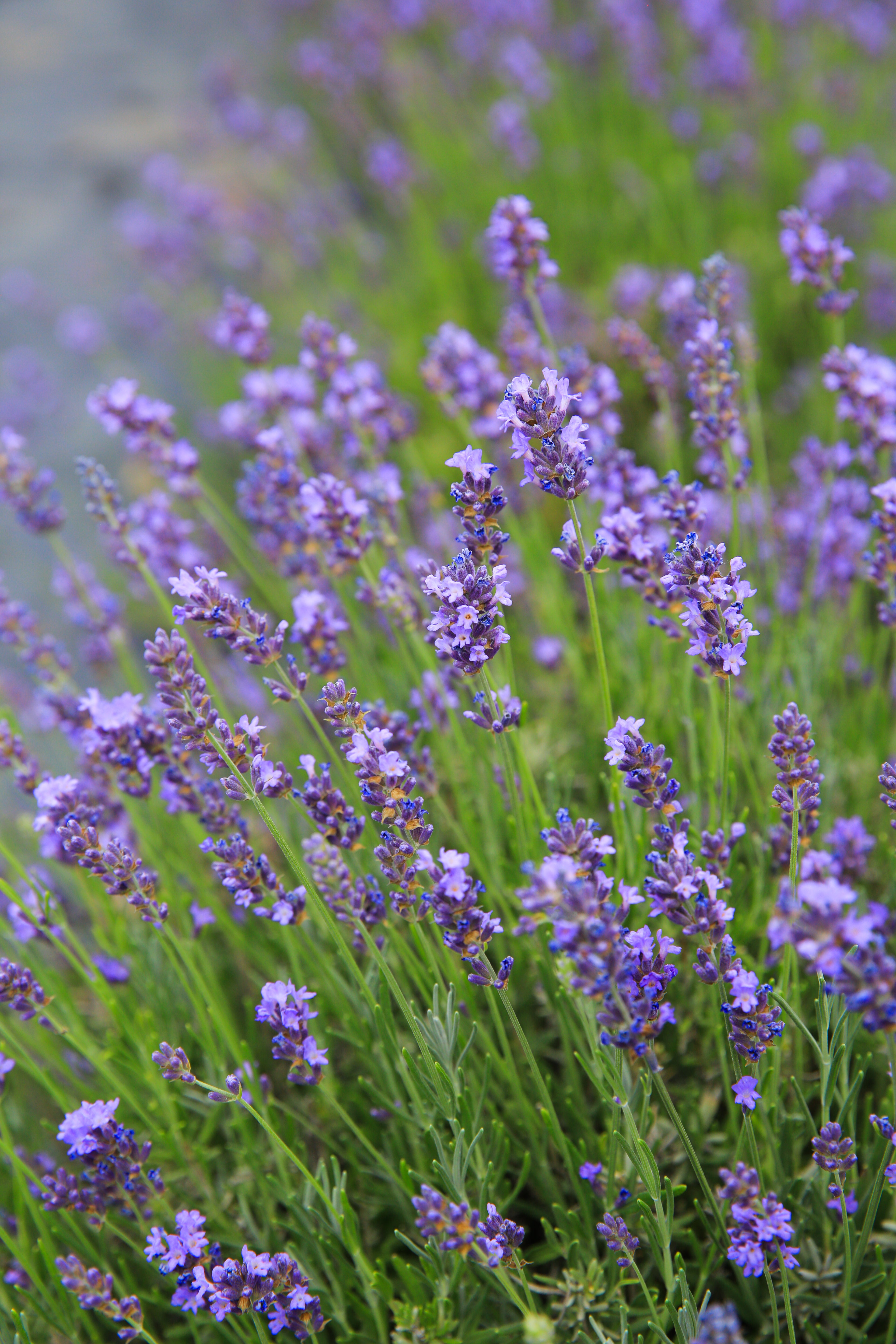Gros Bleu - Lavender Plant