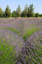Grosso Lavender Plant