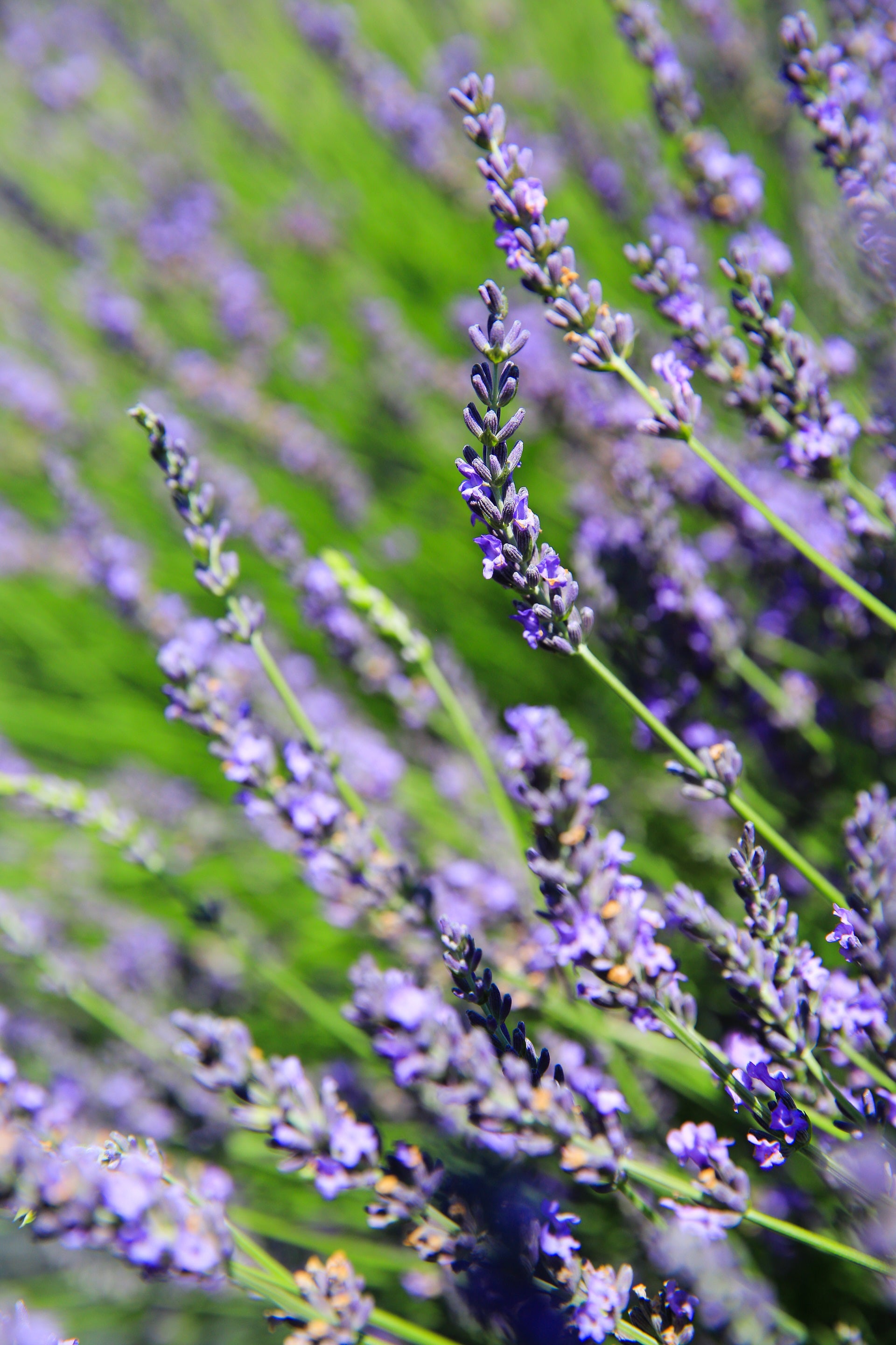 grosso lavender plant care Grosso Lavender Plant
