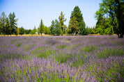 Grosso Lavender Plant