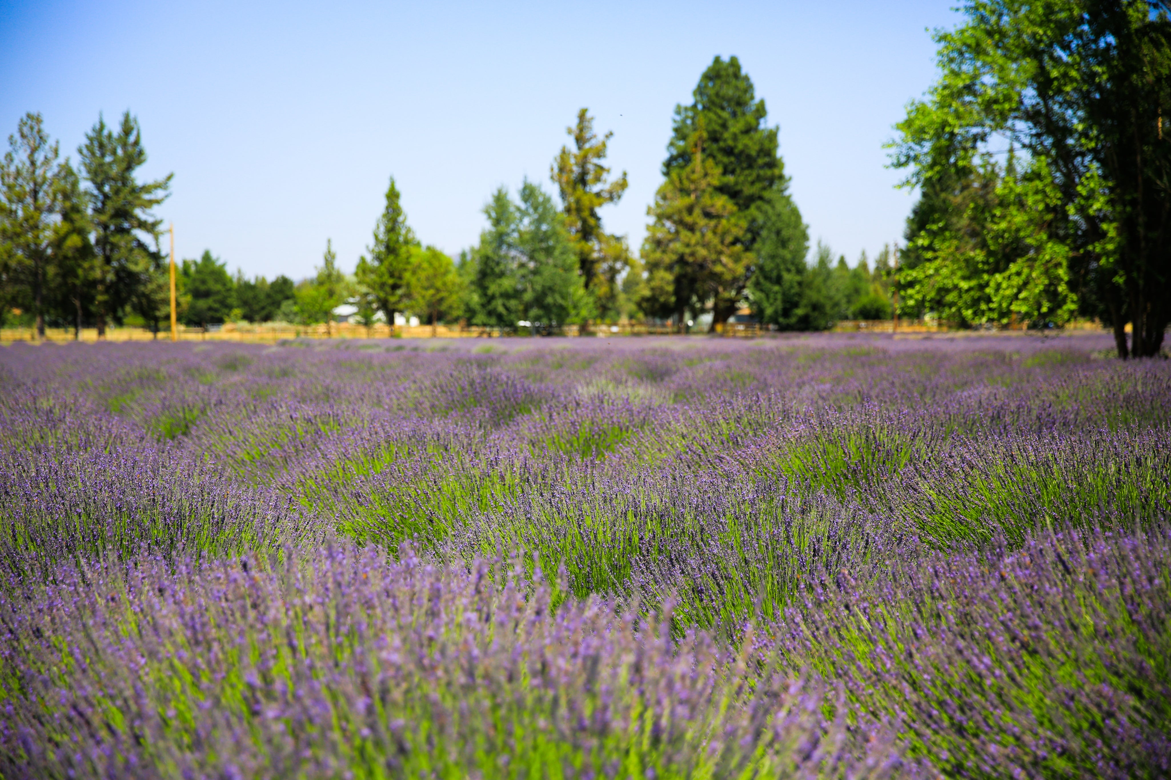 Grosso Lavender Plant
