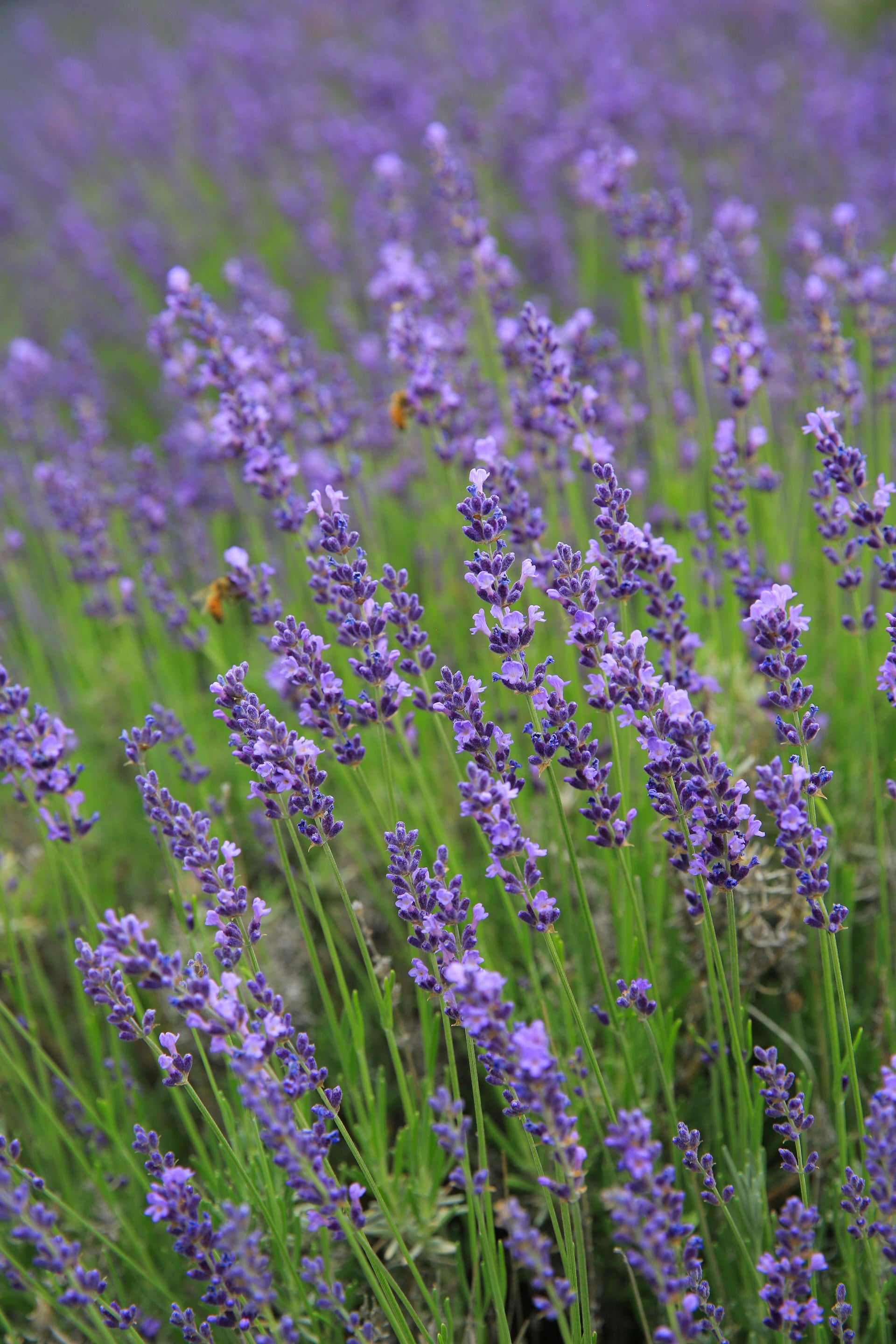 blue lavender plant Hidcote Blue - Lavender Plant