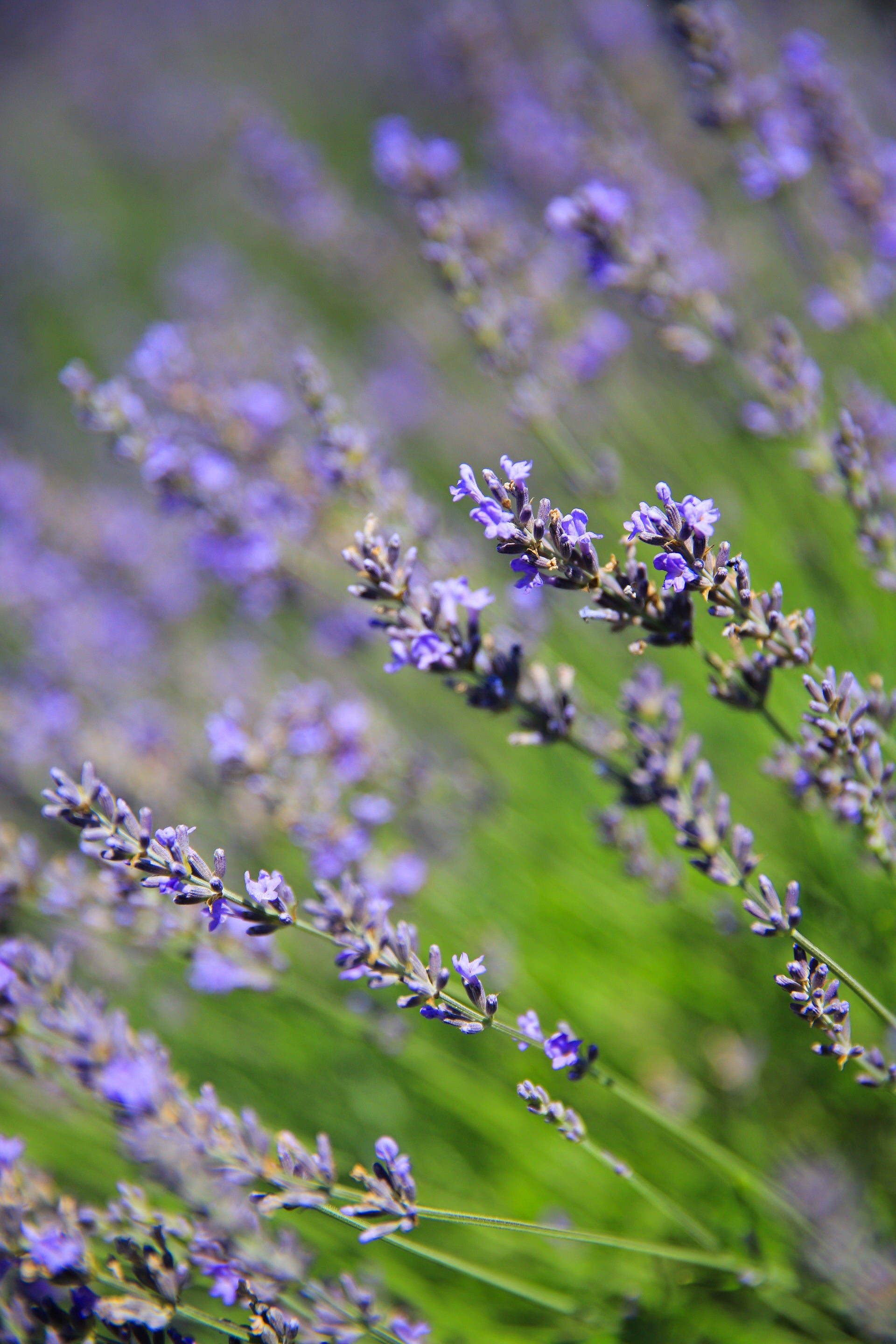 mail order lavender plants Maillette
