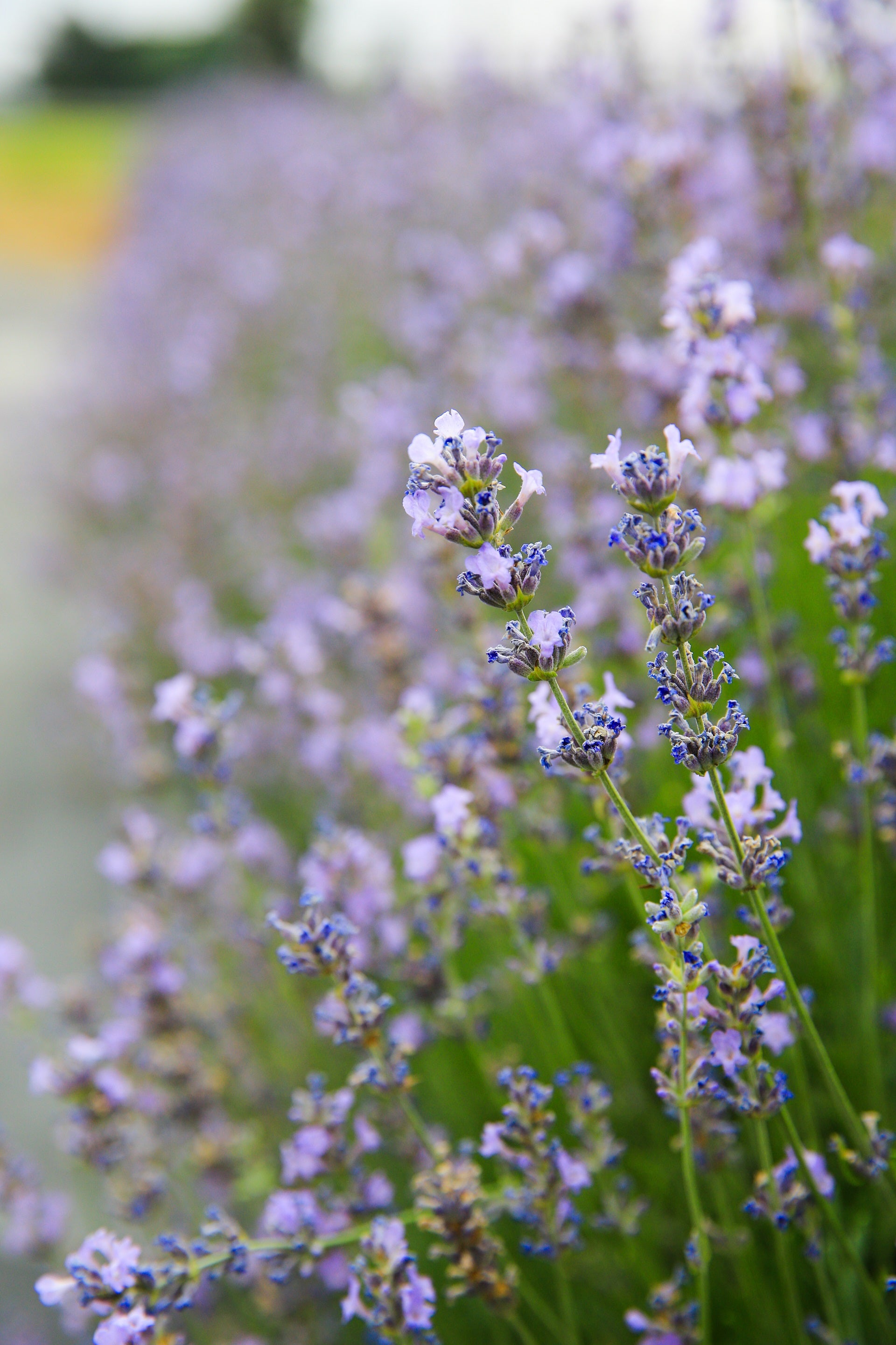 Munstead - Lavender Plant