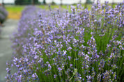 Munstead - Lavender Plant