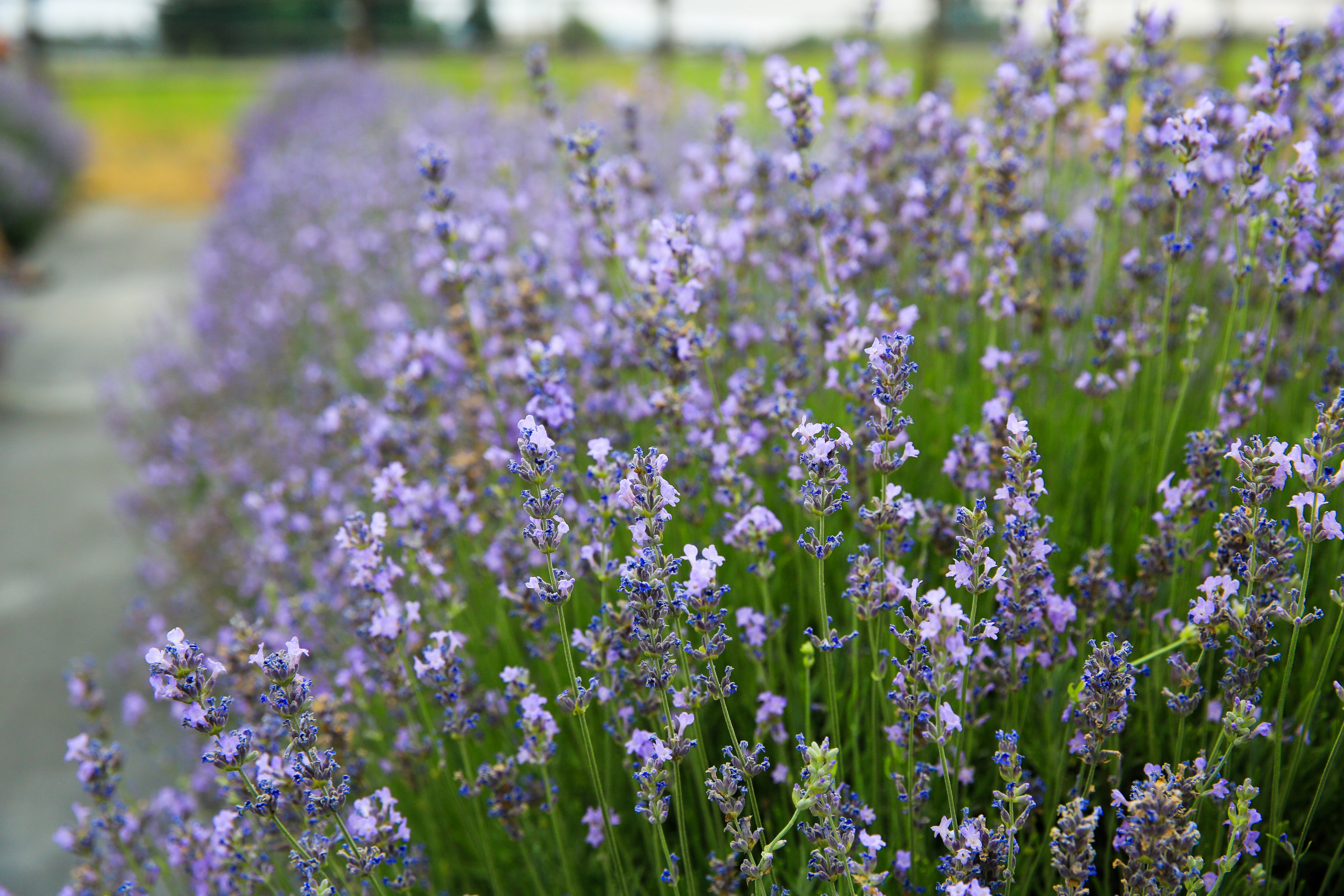 Munstead - Lavender Plant