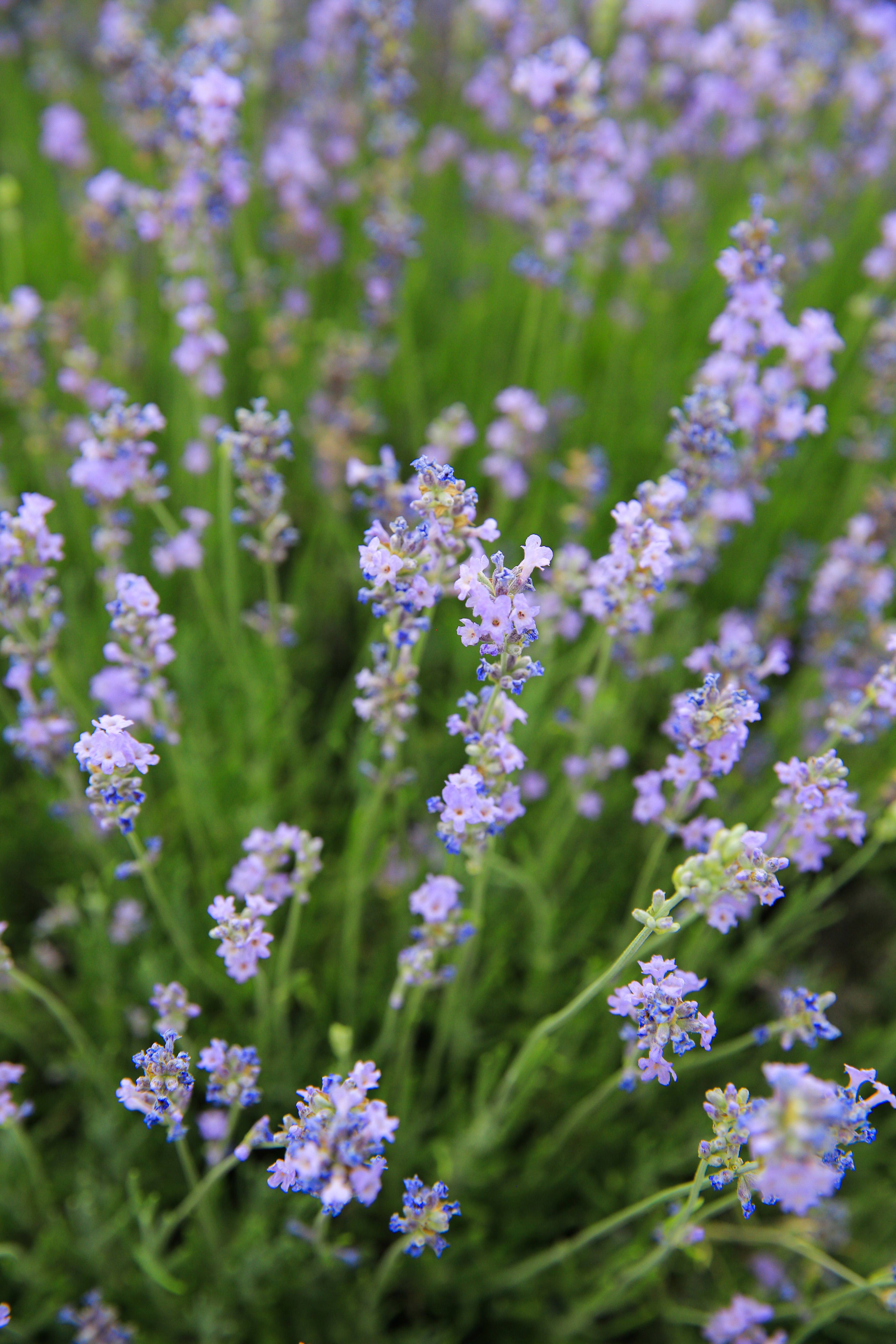 Munstead - Lavender Plant