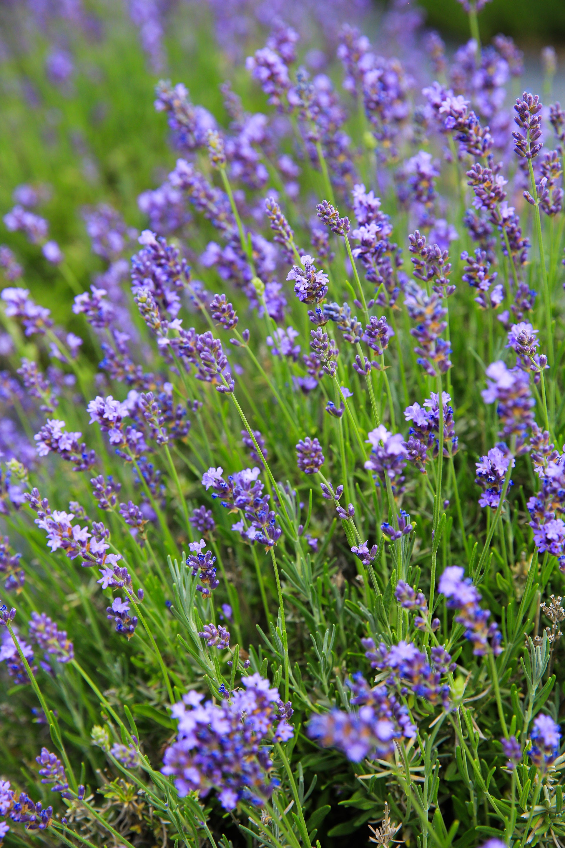 Dried Lavender Bouquet – Tumalo Lavender