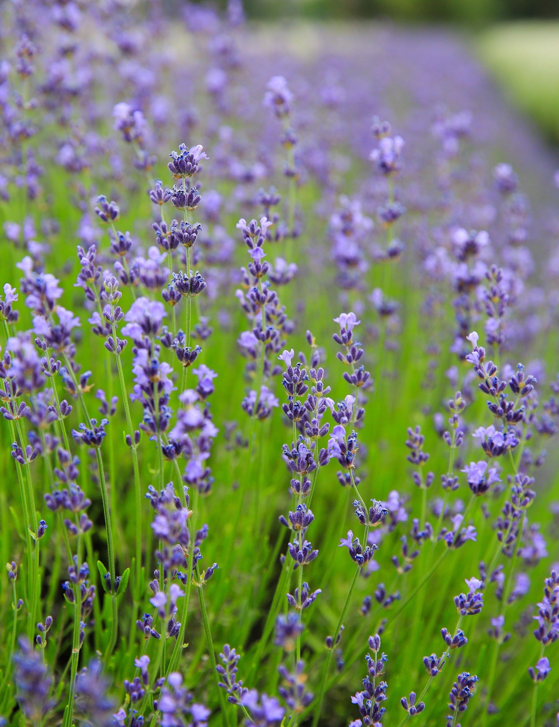 VioletIntrigue_03.jpg