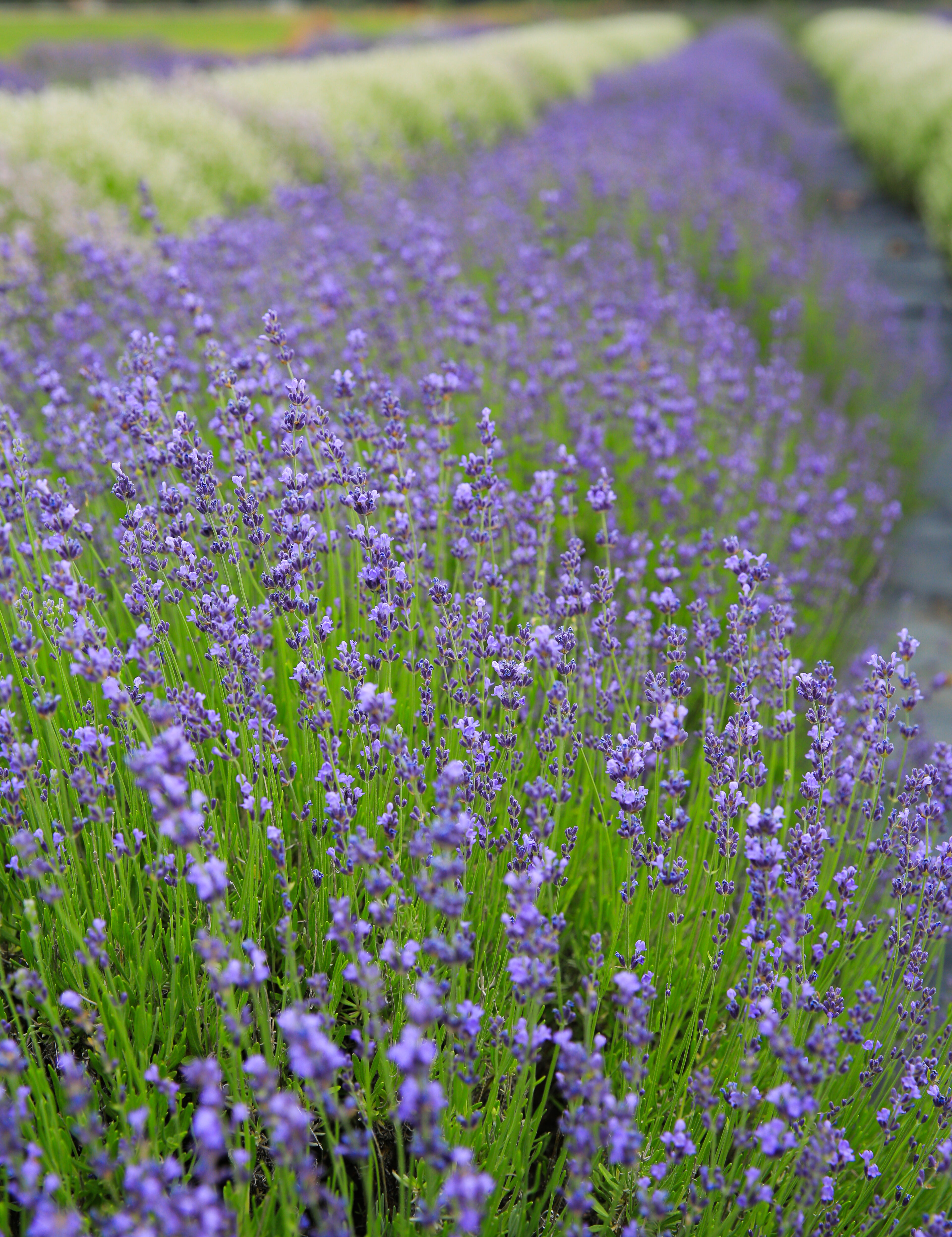 VioletIntrigue_05.jpg