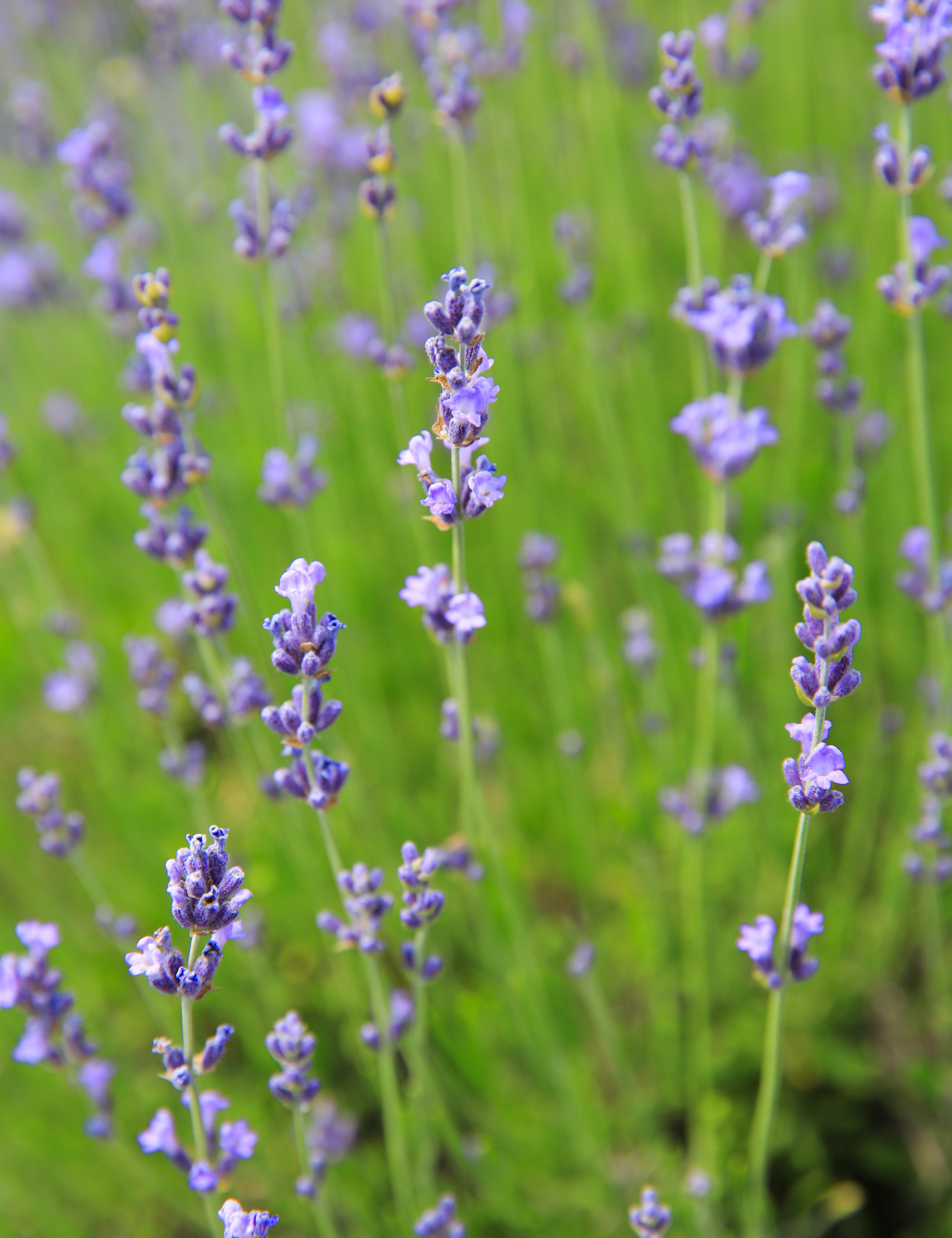 VioletIntrigue_13.jpg