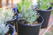 Violet Intrigue - Lavender Plant