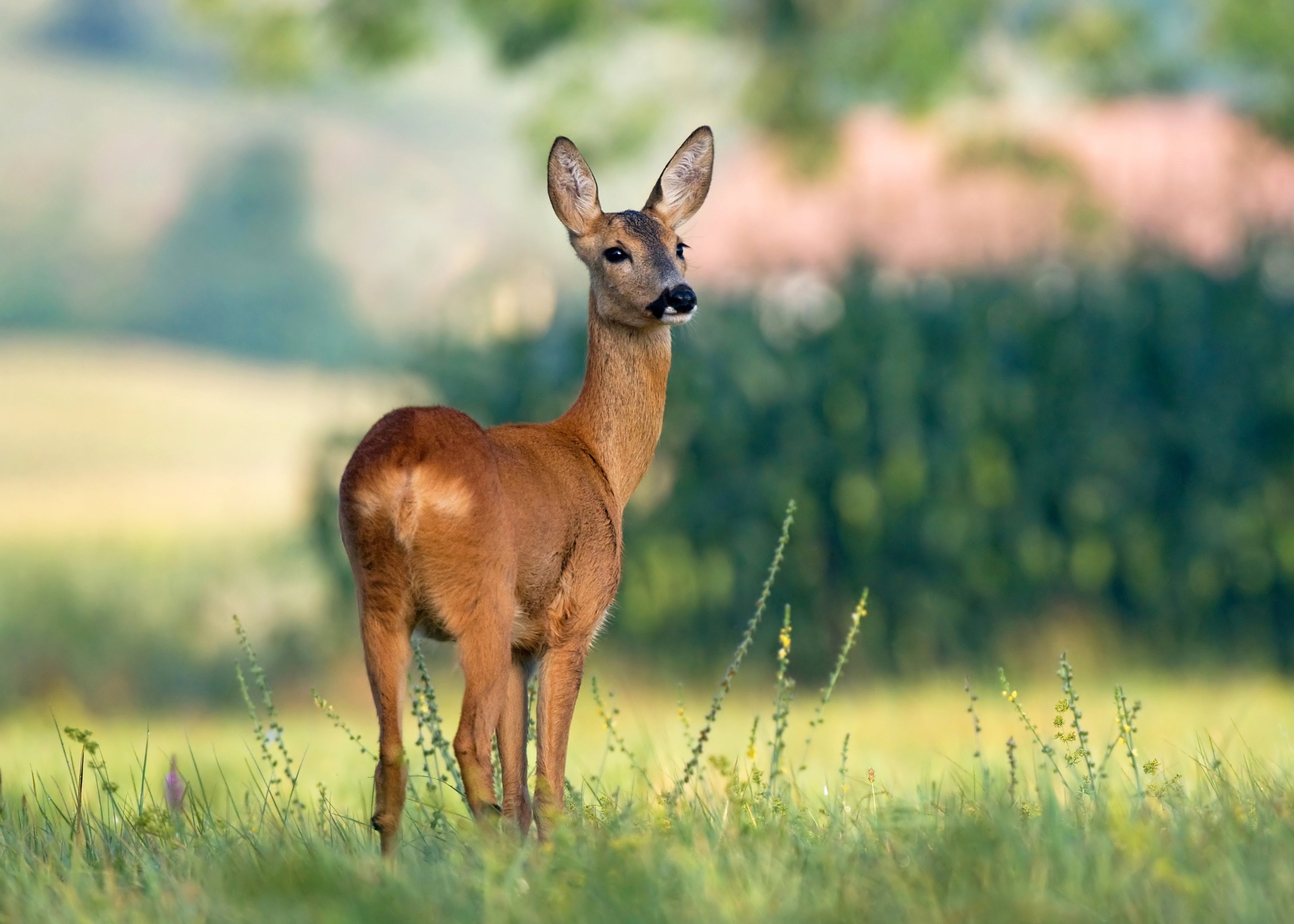 Lavender plants repel deer!