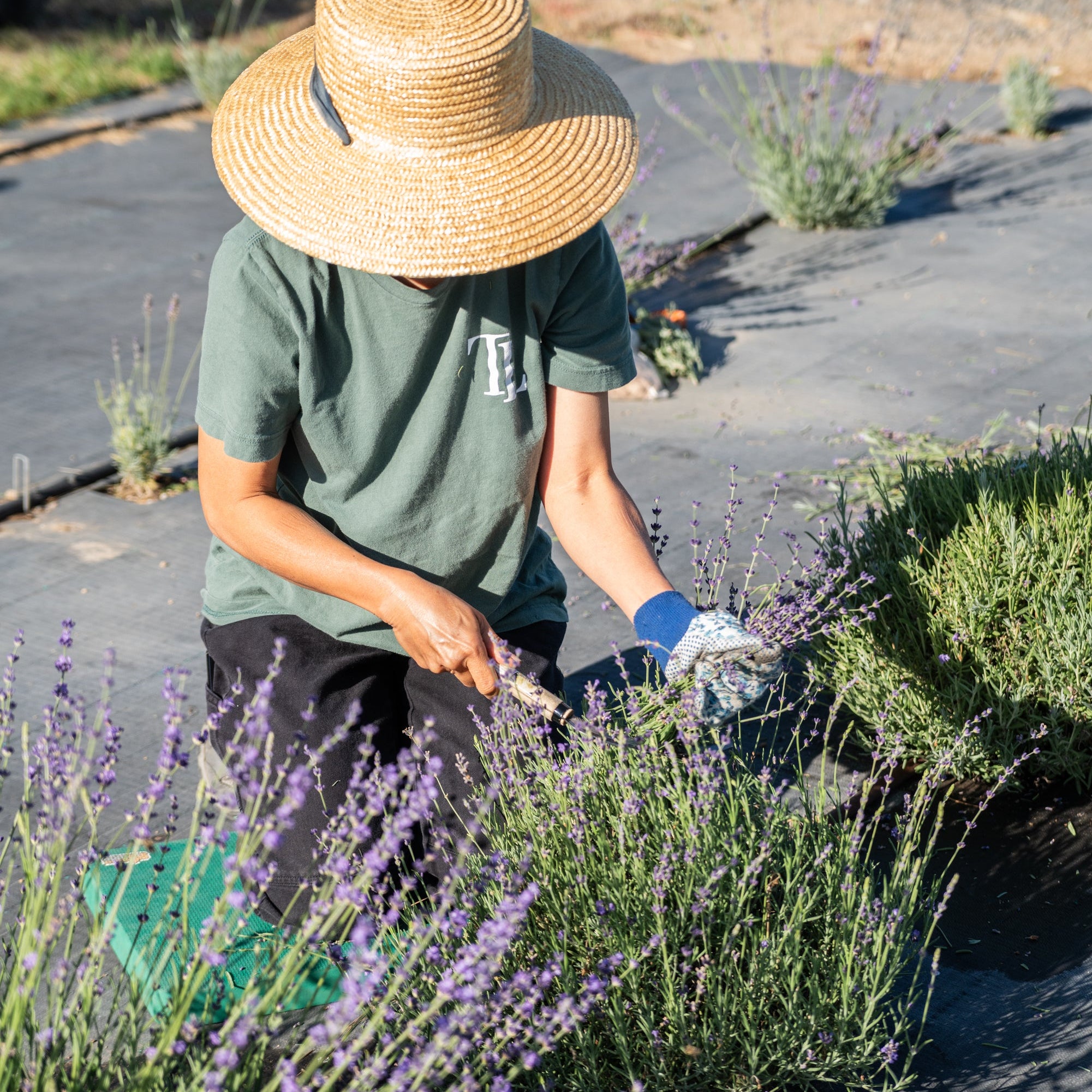 Cut Your Own Lavender: A Guide to U-Cut Season at Tumalo Lavender