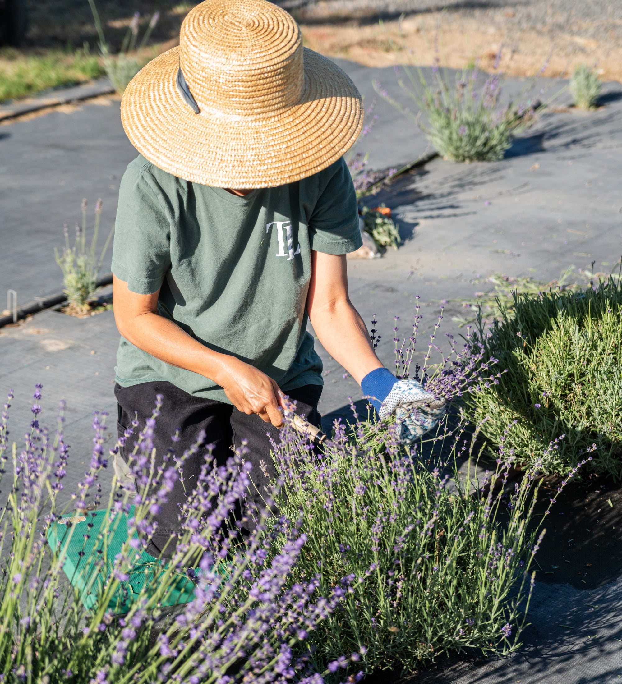 Cut Your Own Lavender: A Guide to U-Cut Season at Tumalo Lavender