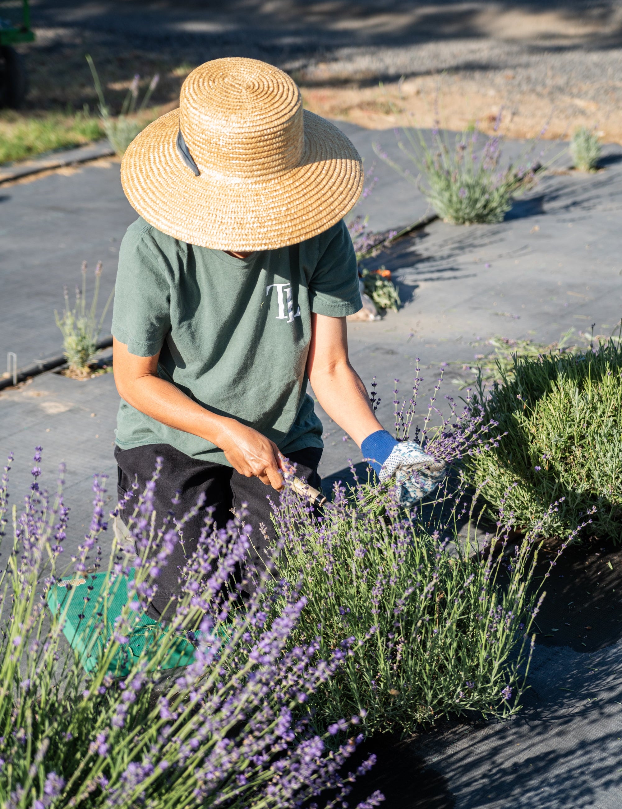 Cut Your Own Lavender: A Guide to U-Cut Season at Tumalo Lavender