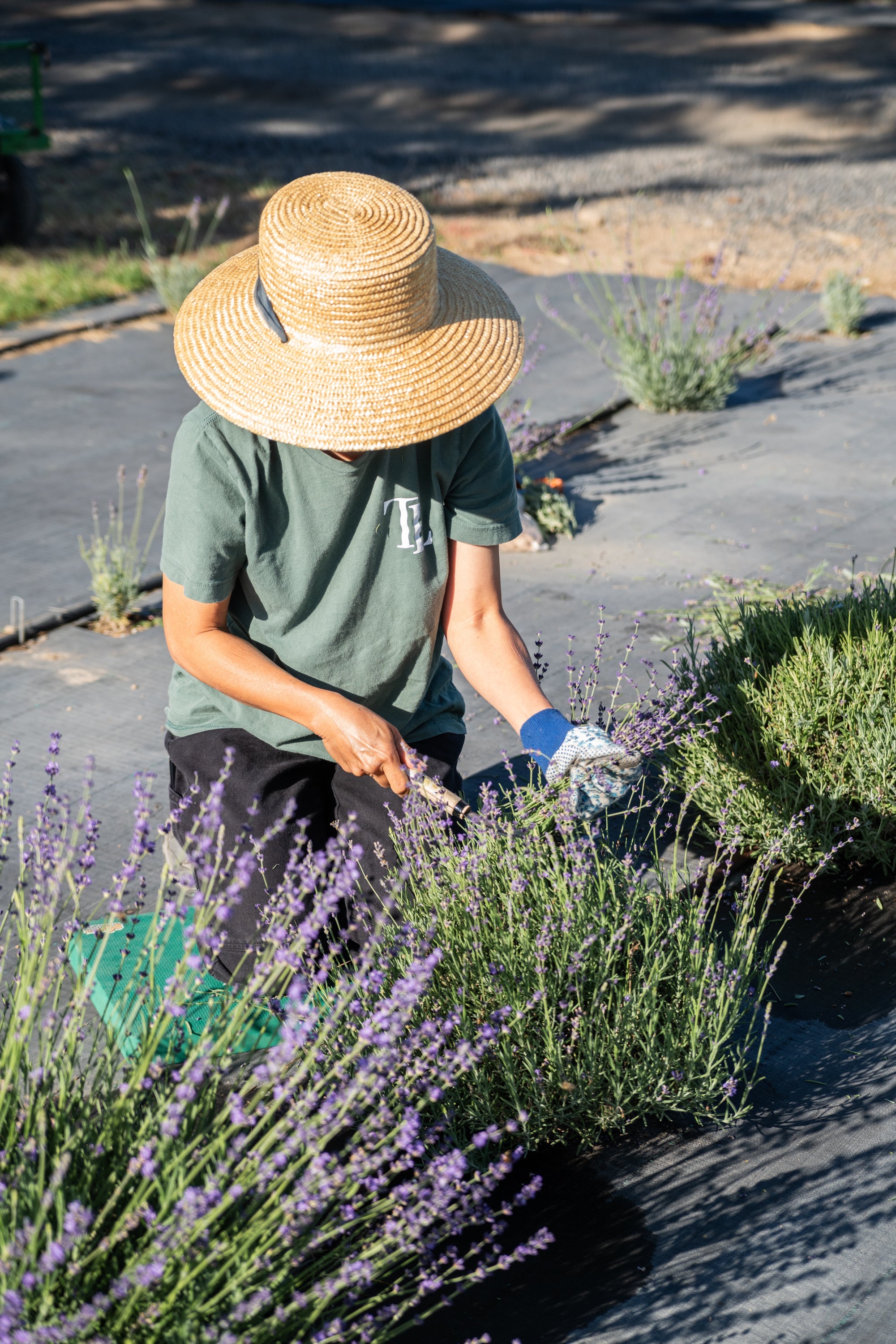Cut Your Own Lavender: A Guide to U-Cut Season at Tumalo Lavender