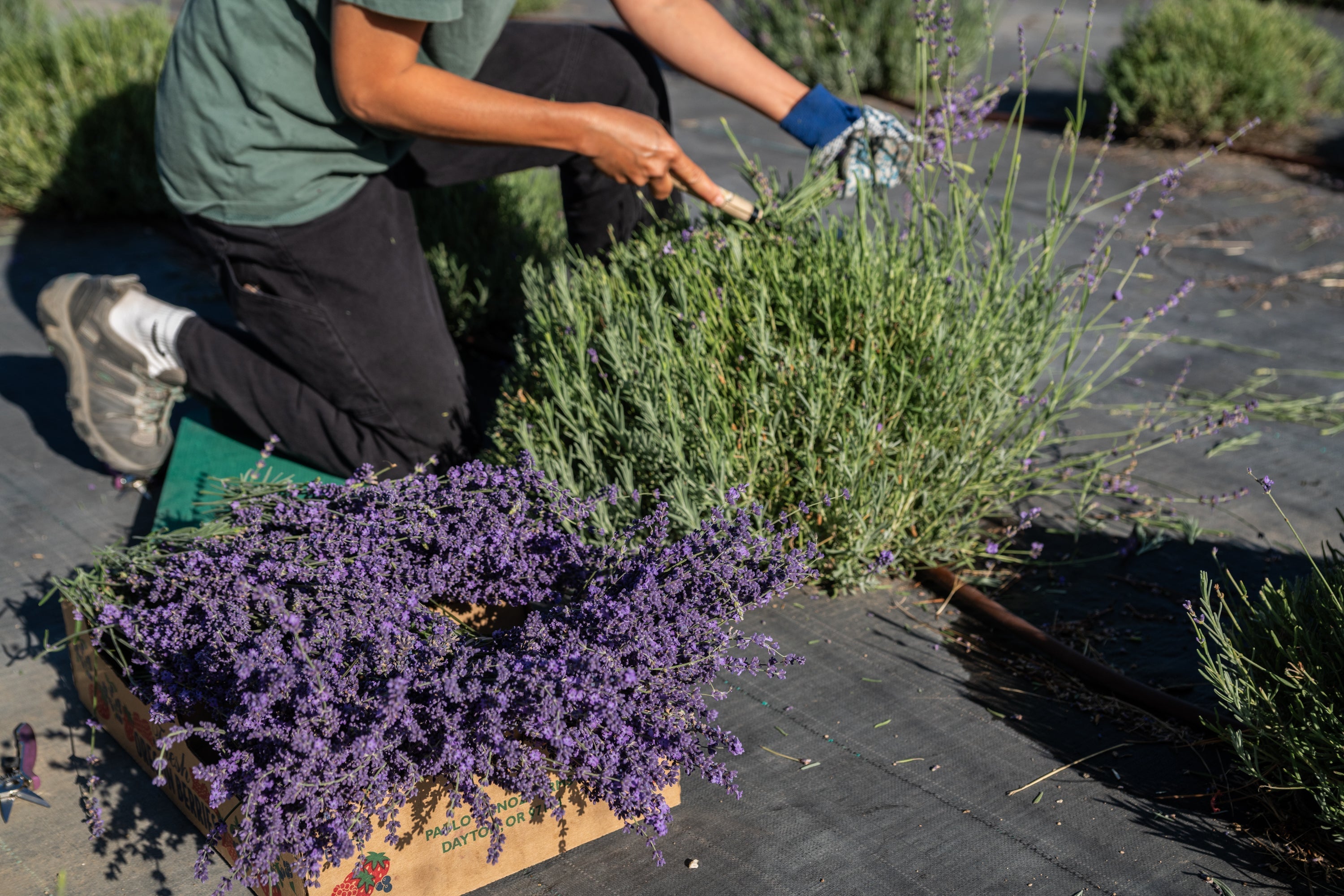 Lavender U-Cut is here!