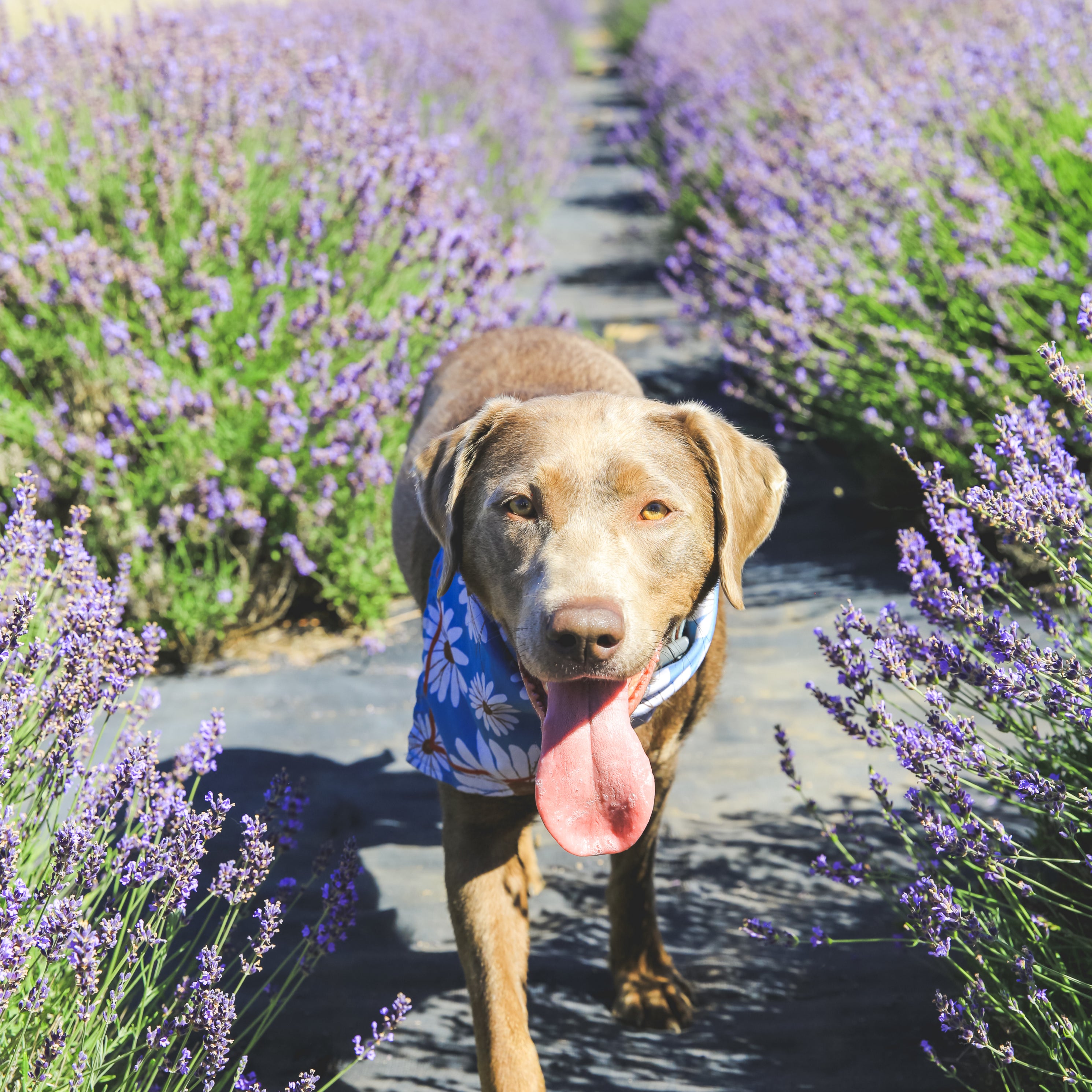 Lavender Farm Dogs