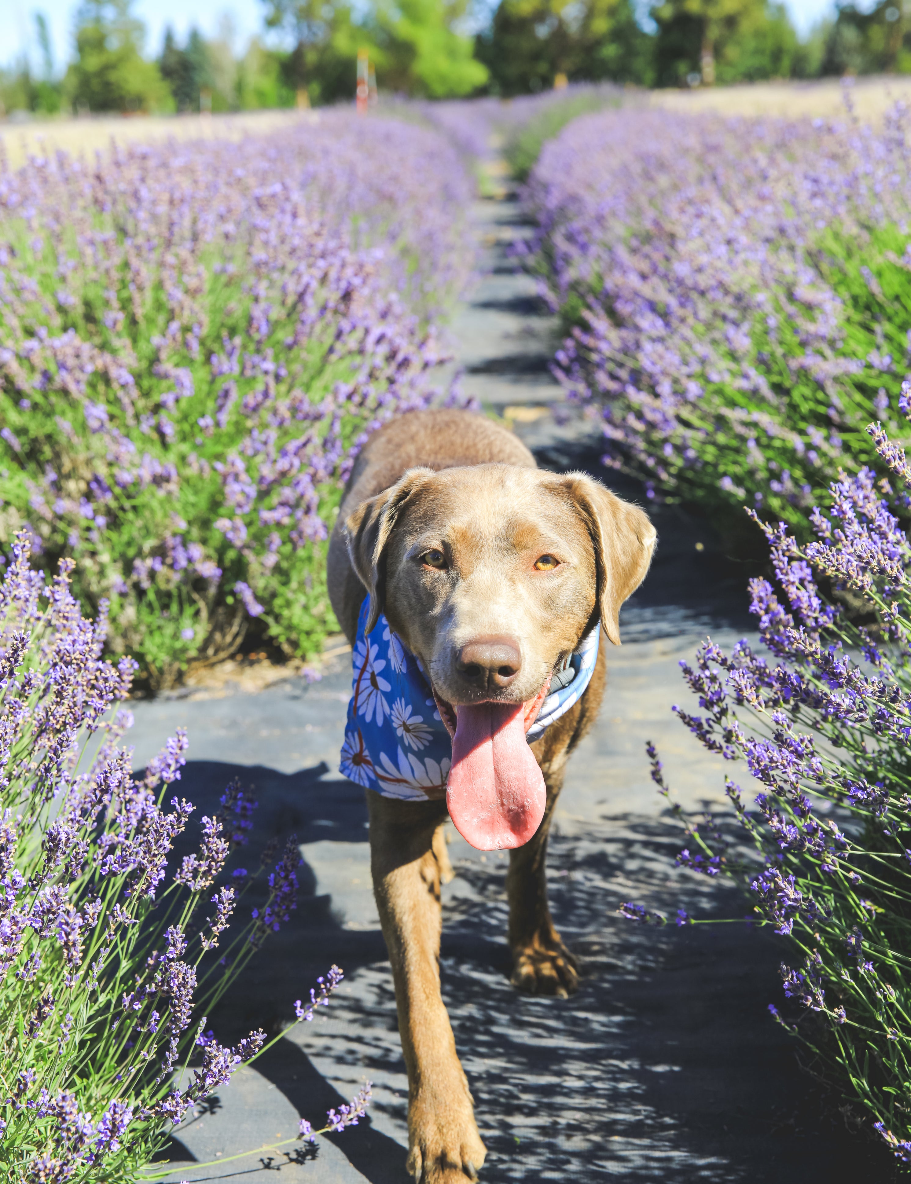 Lavender Farm Dogs