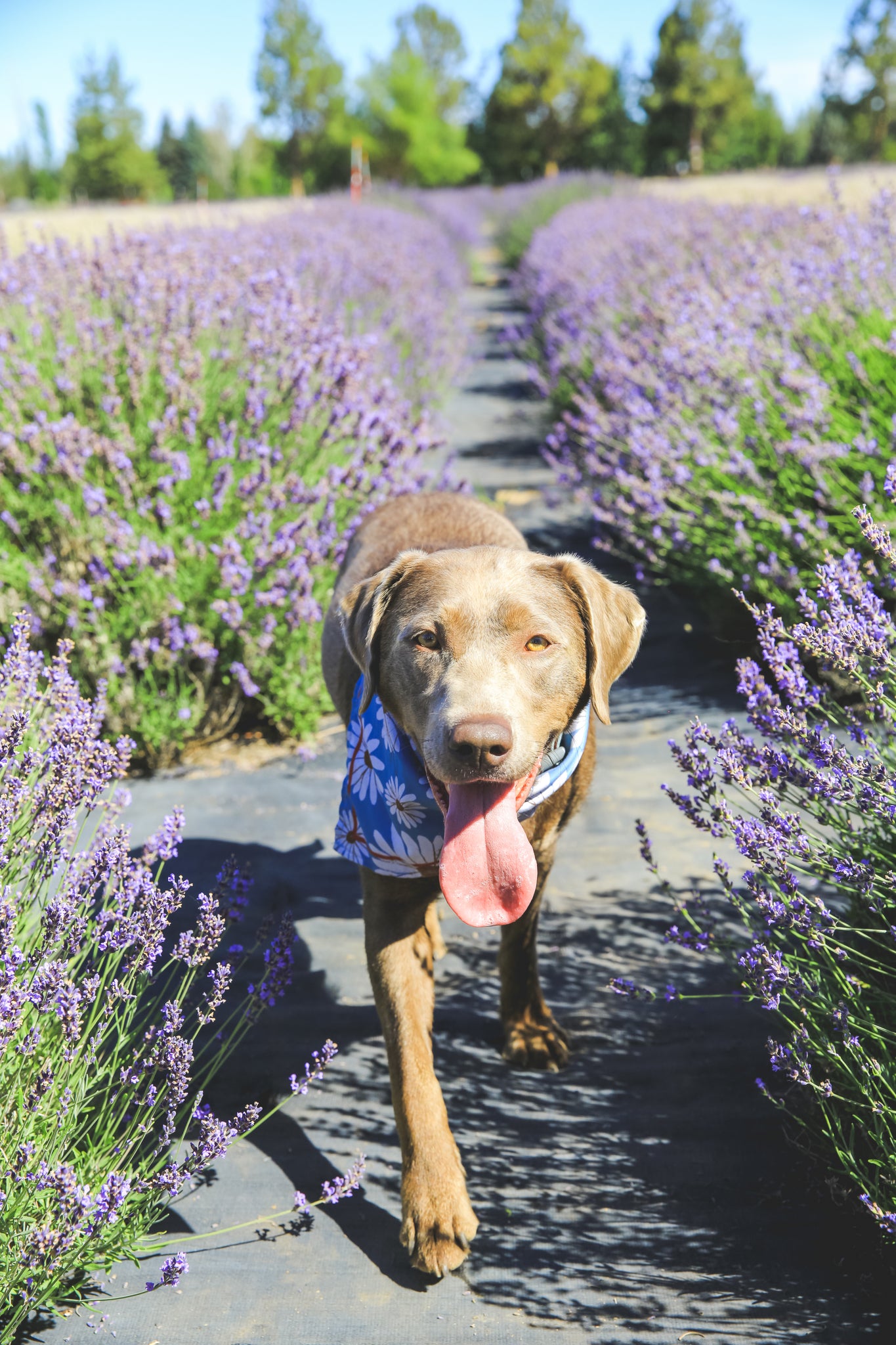 Lavender Farm Dogs