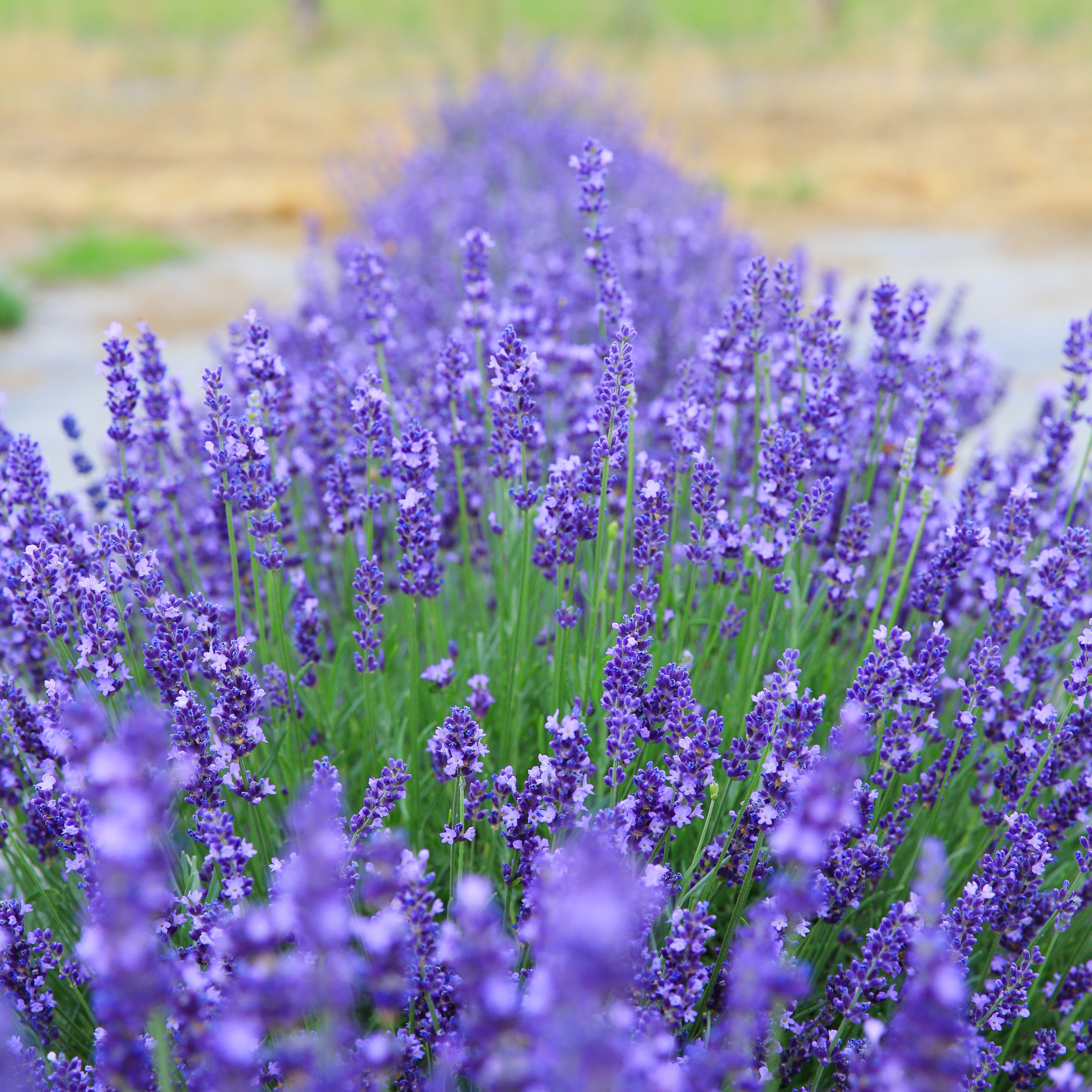 How to successfully grow lavender