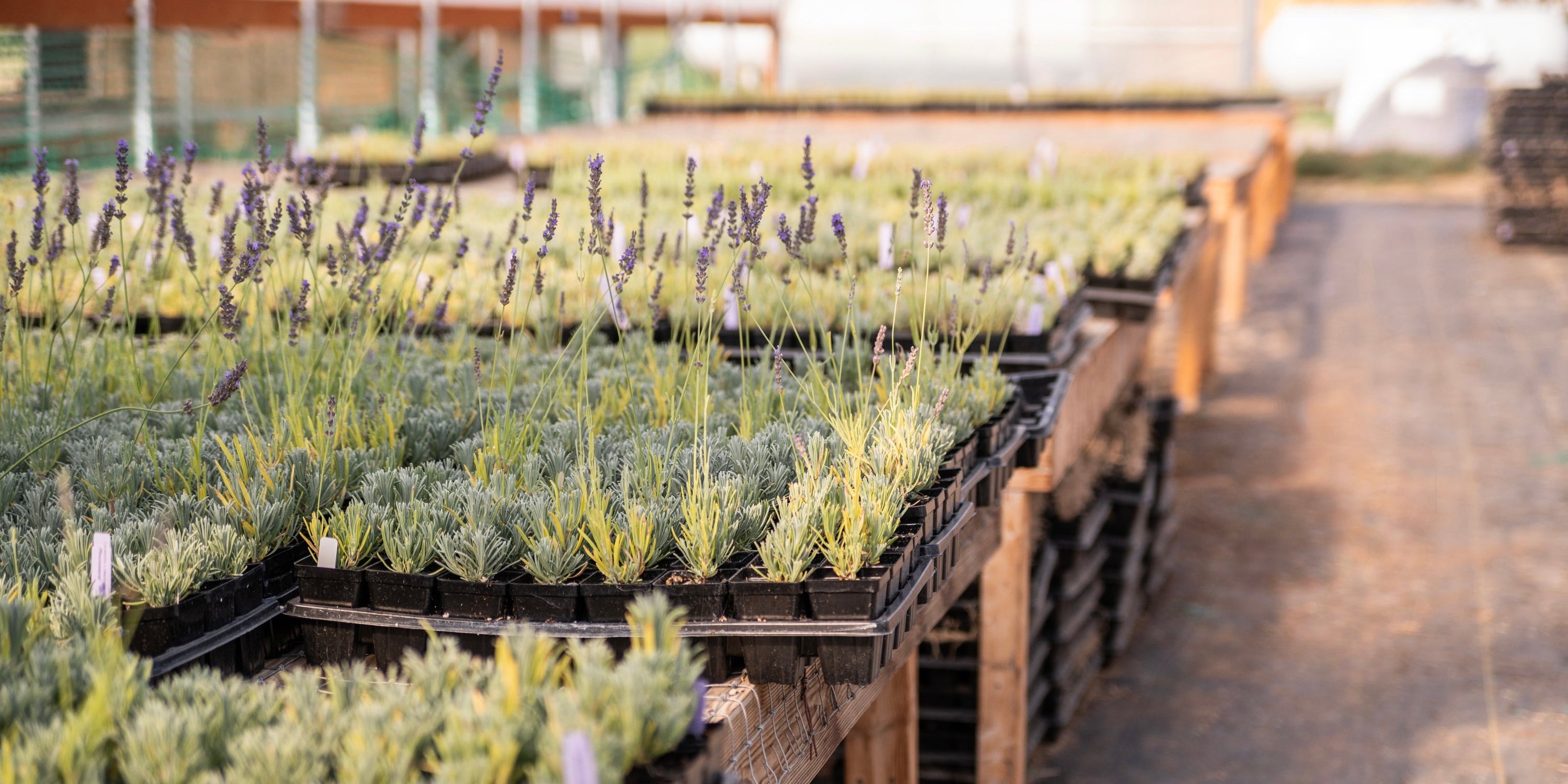 Retail Plants
