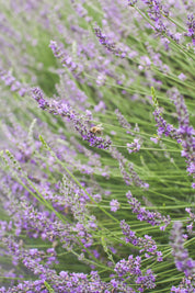 Abrialii - Lavender Plant