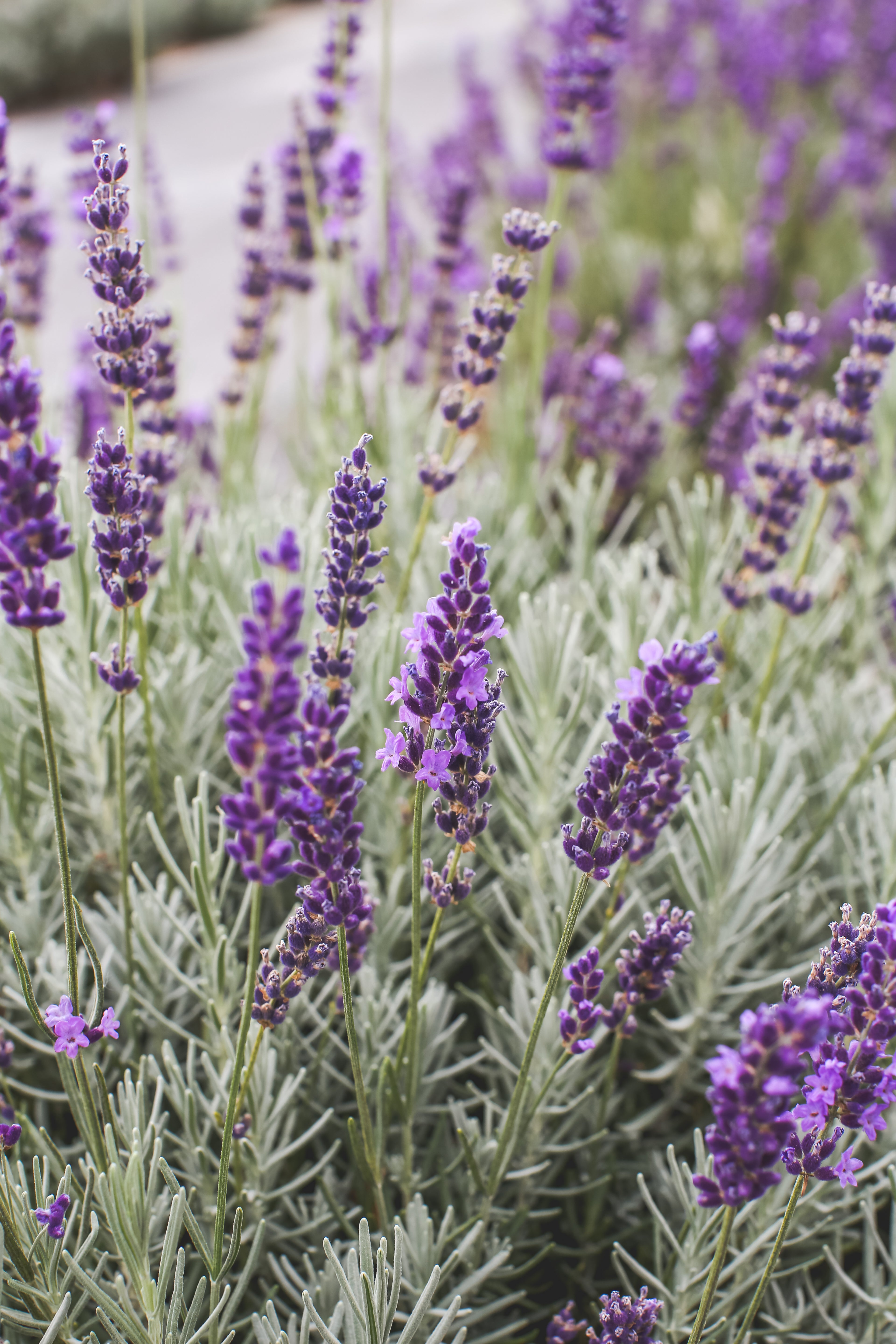 lavender plant philippines Riverina Thomas - Lavender Plant