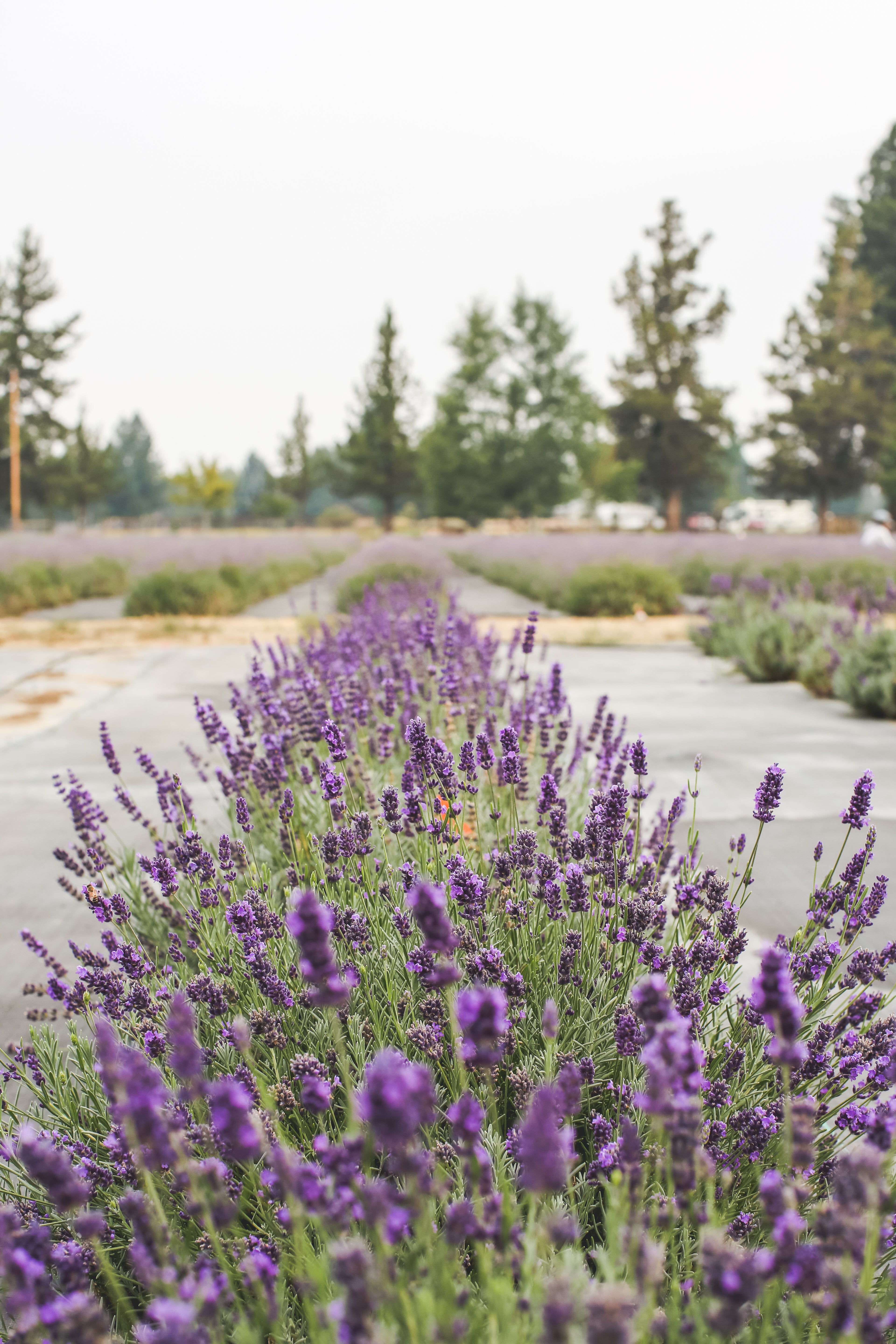 lavender plant in ghana Riverina Thomas