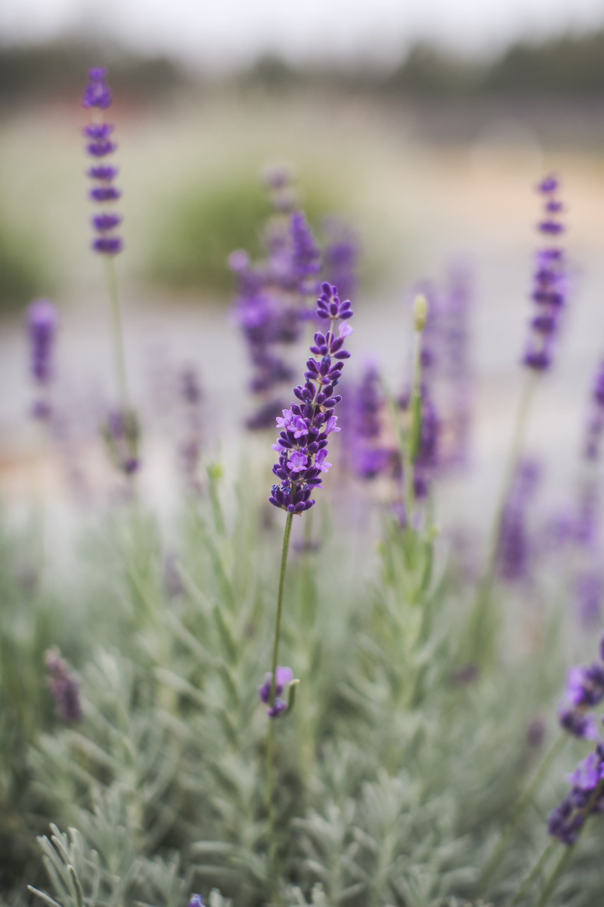 where to get lavender plant in nigeria Riverina Thomas