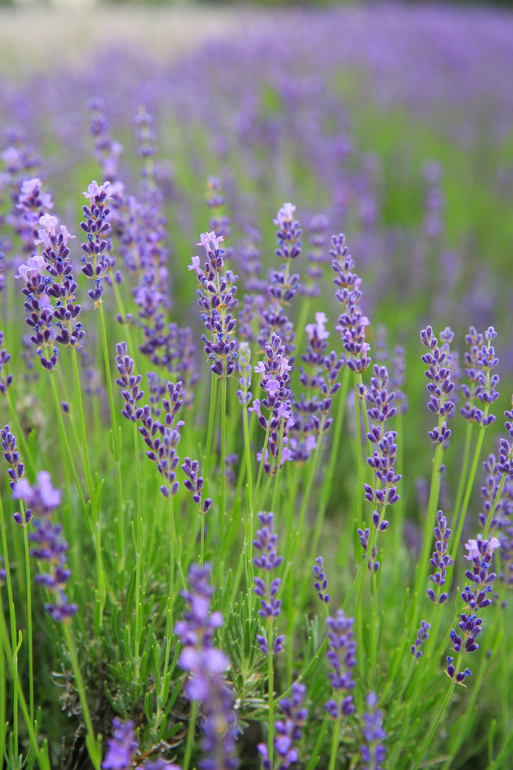 plants-tumalo-lavender