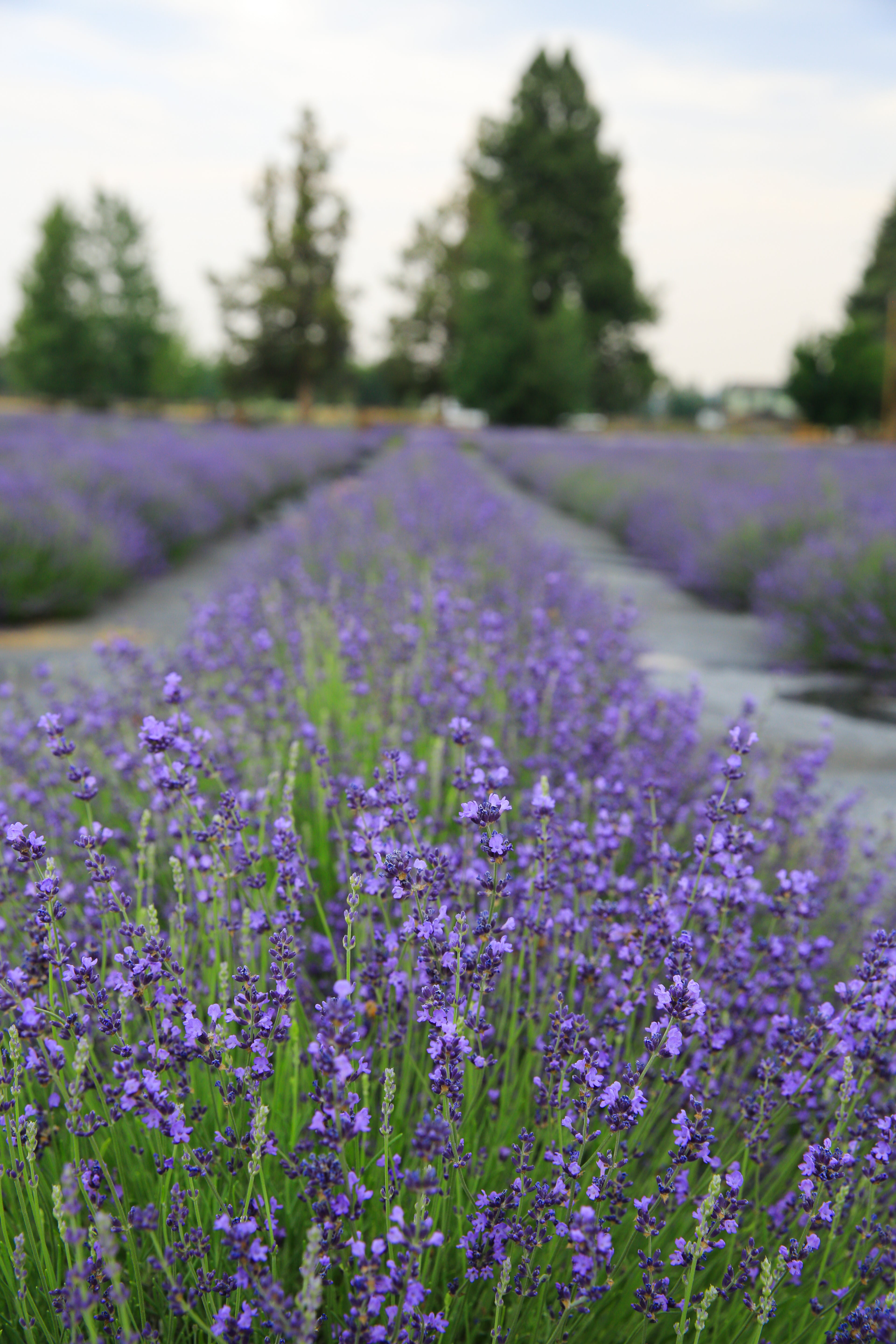 lavender plant nj Buena Vista