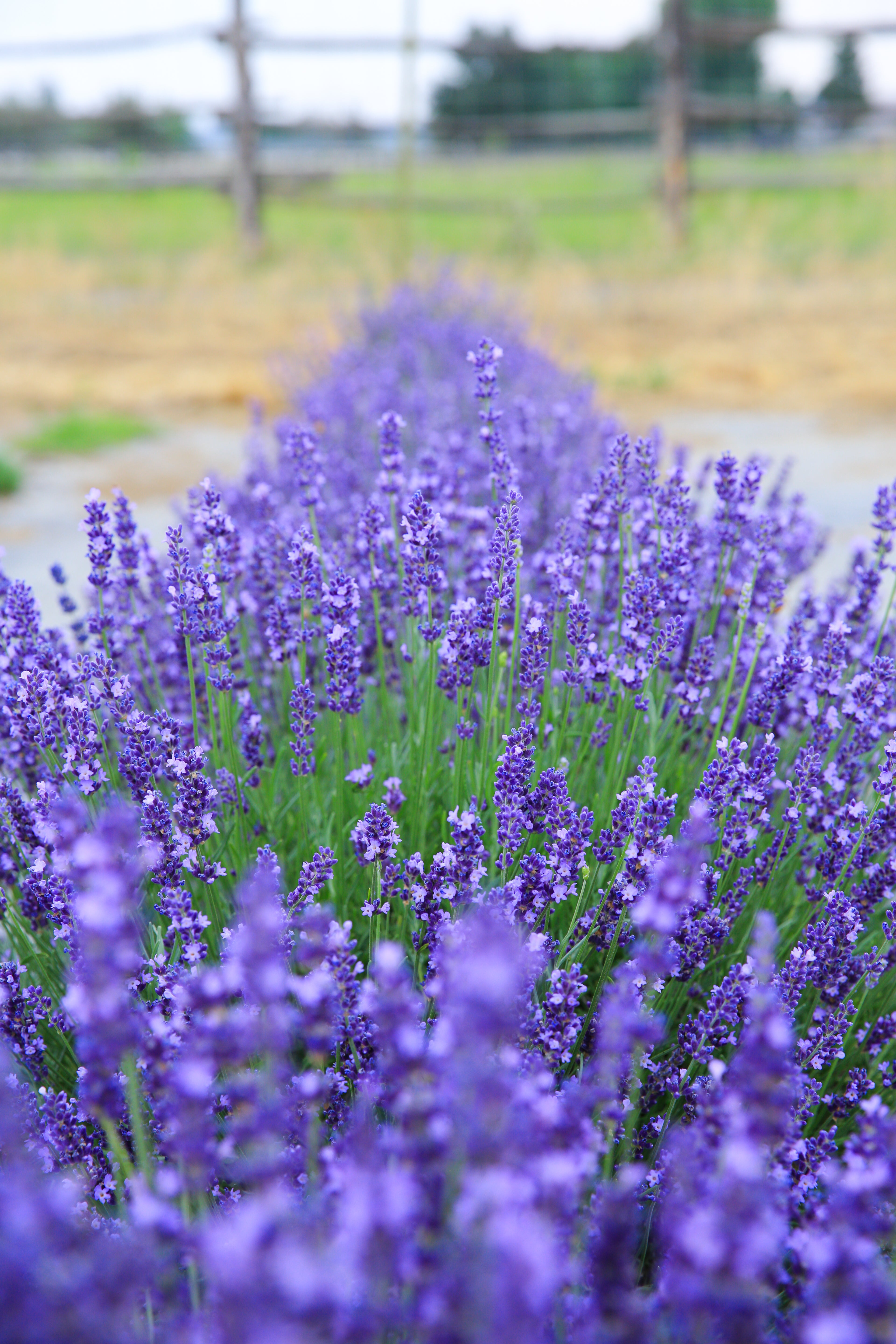 Ellagance Purple - Lavender Plant