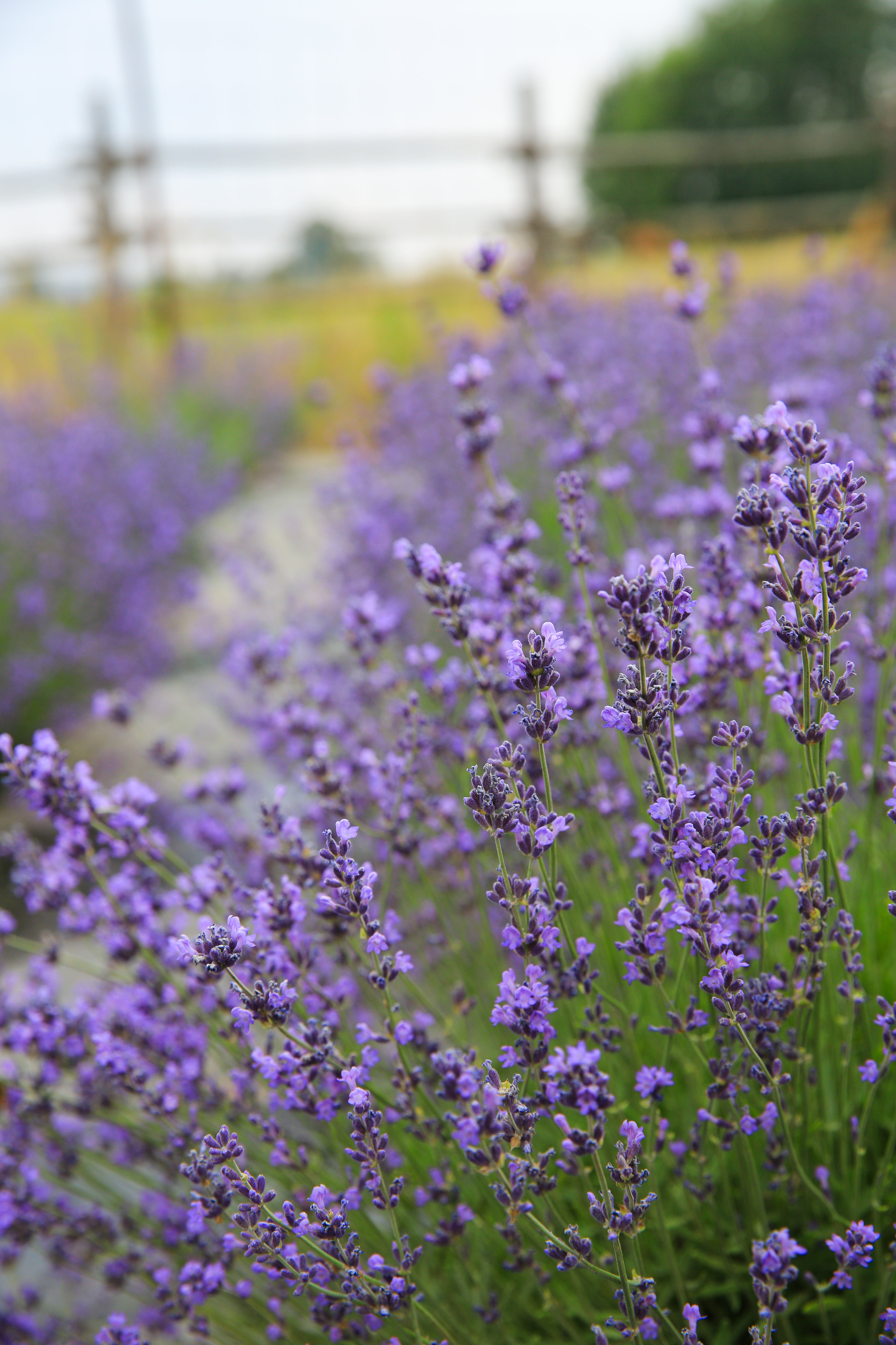 folgate lavender plants Folgate
