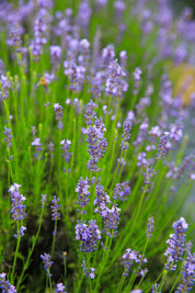Graves - Lavender Plant
