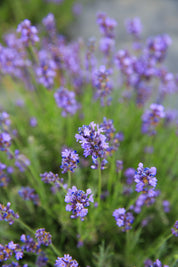 Gros Bleu - Lavender Plant