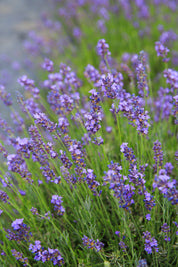 Gros Bleu - Lavender Plant