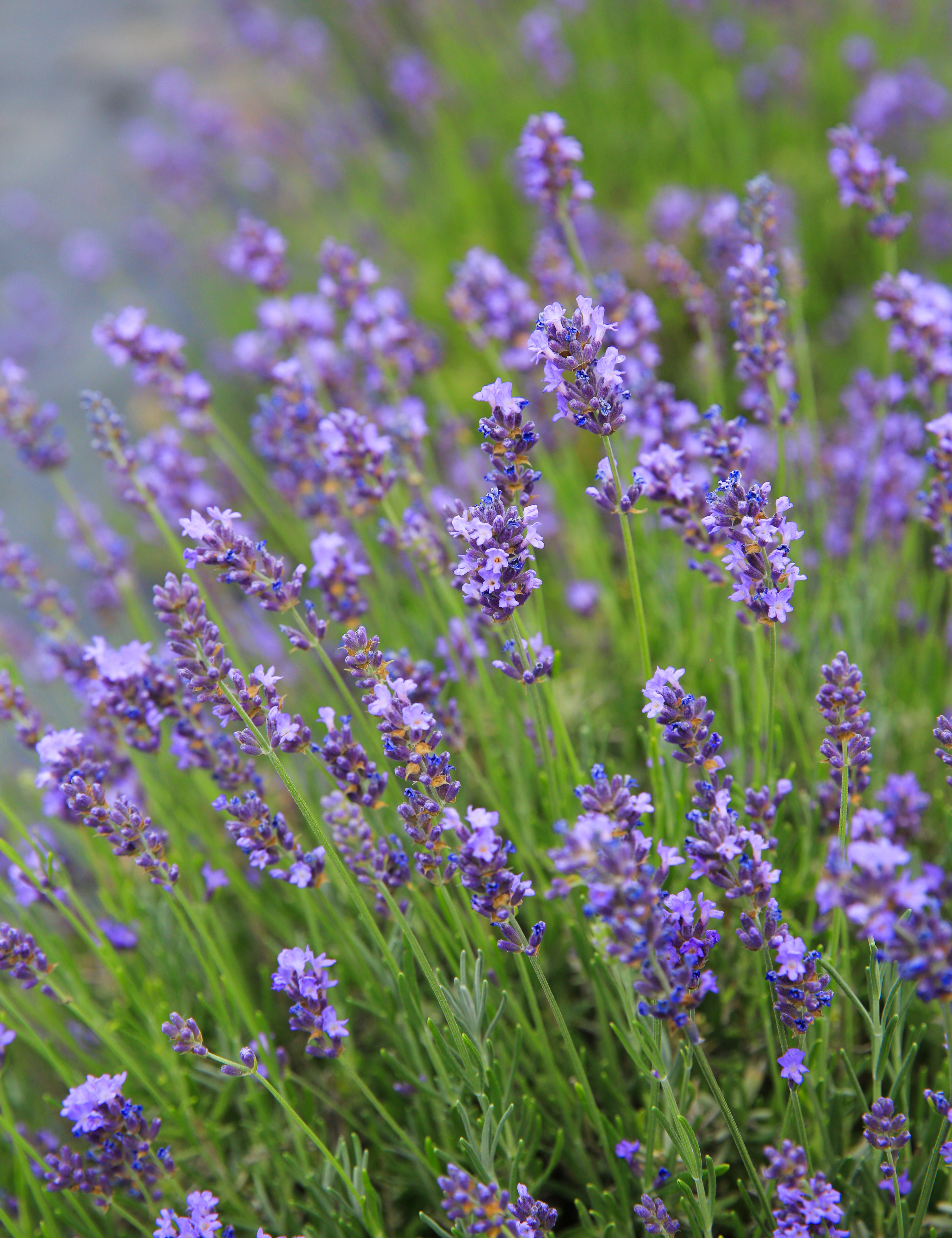 GrosBleu_06_de1c6ff7-7a7e-4d55-8264-64b823c4f9ff.jpg
